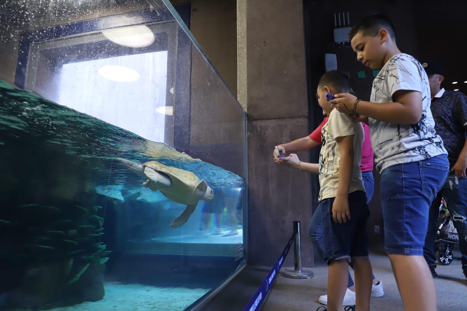 $!Visitan el Gran Acuario Mazatlán en su primer domingo abierto al público