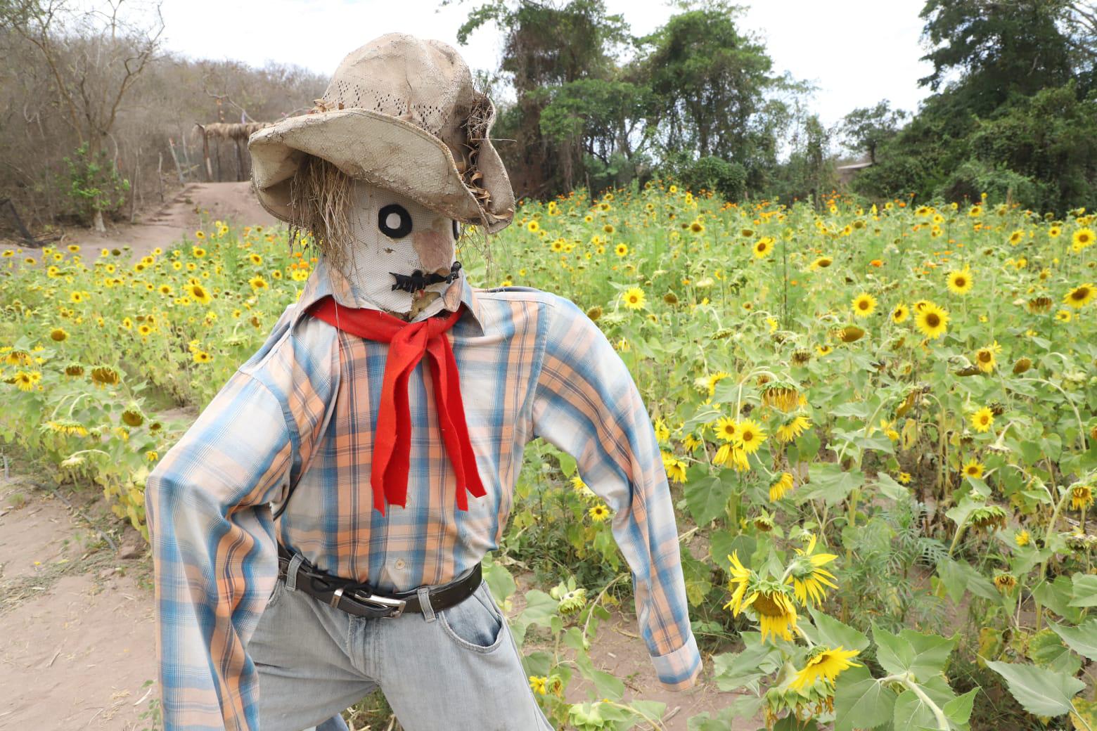 $!Invitan a disfrutar de campo de girasoles en Mazatlán; es su última semana