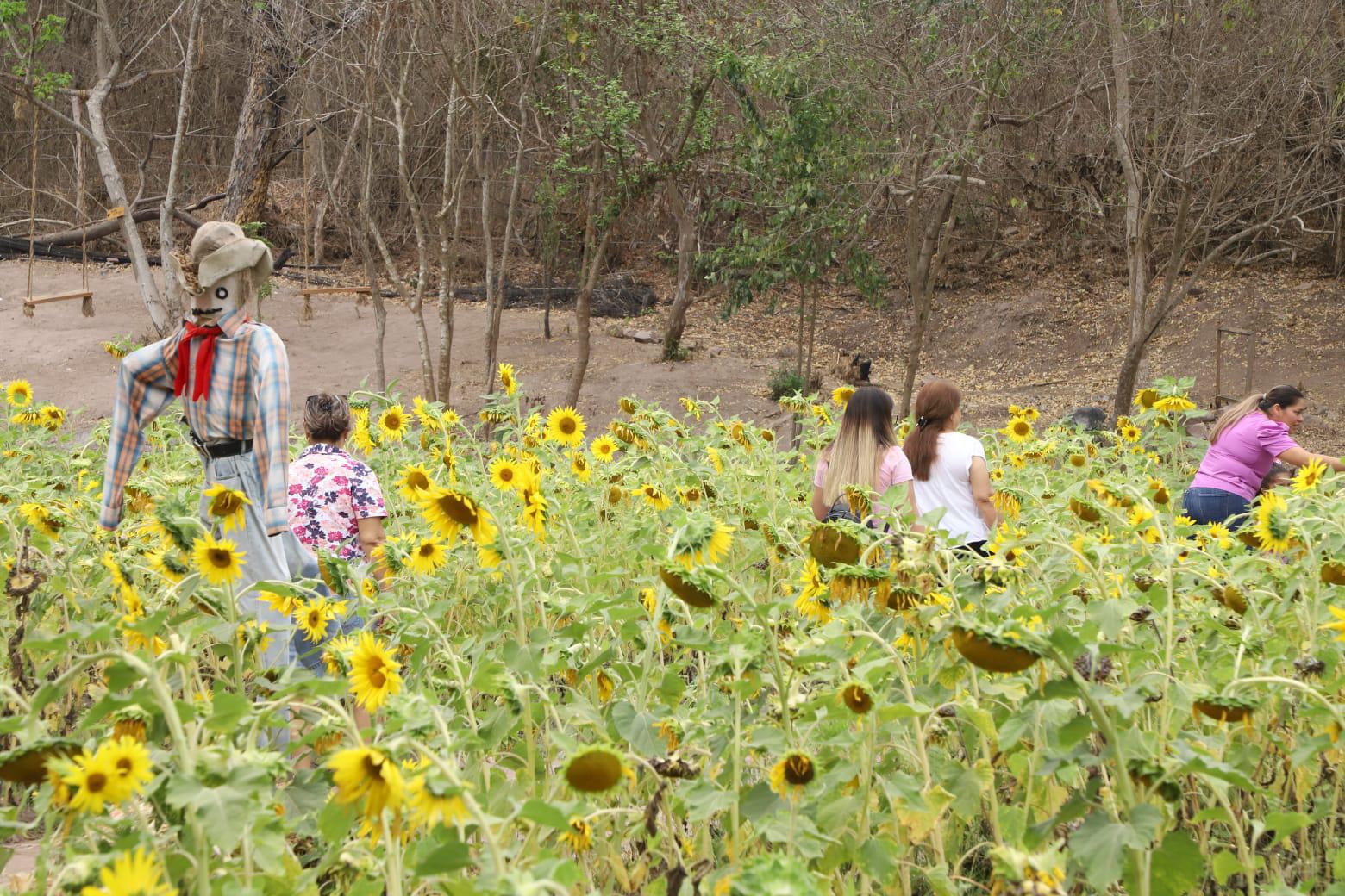 $!El campo de girasoles en Mazatlán abrirá el próximo 30 de marzo