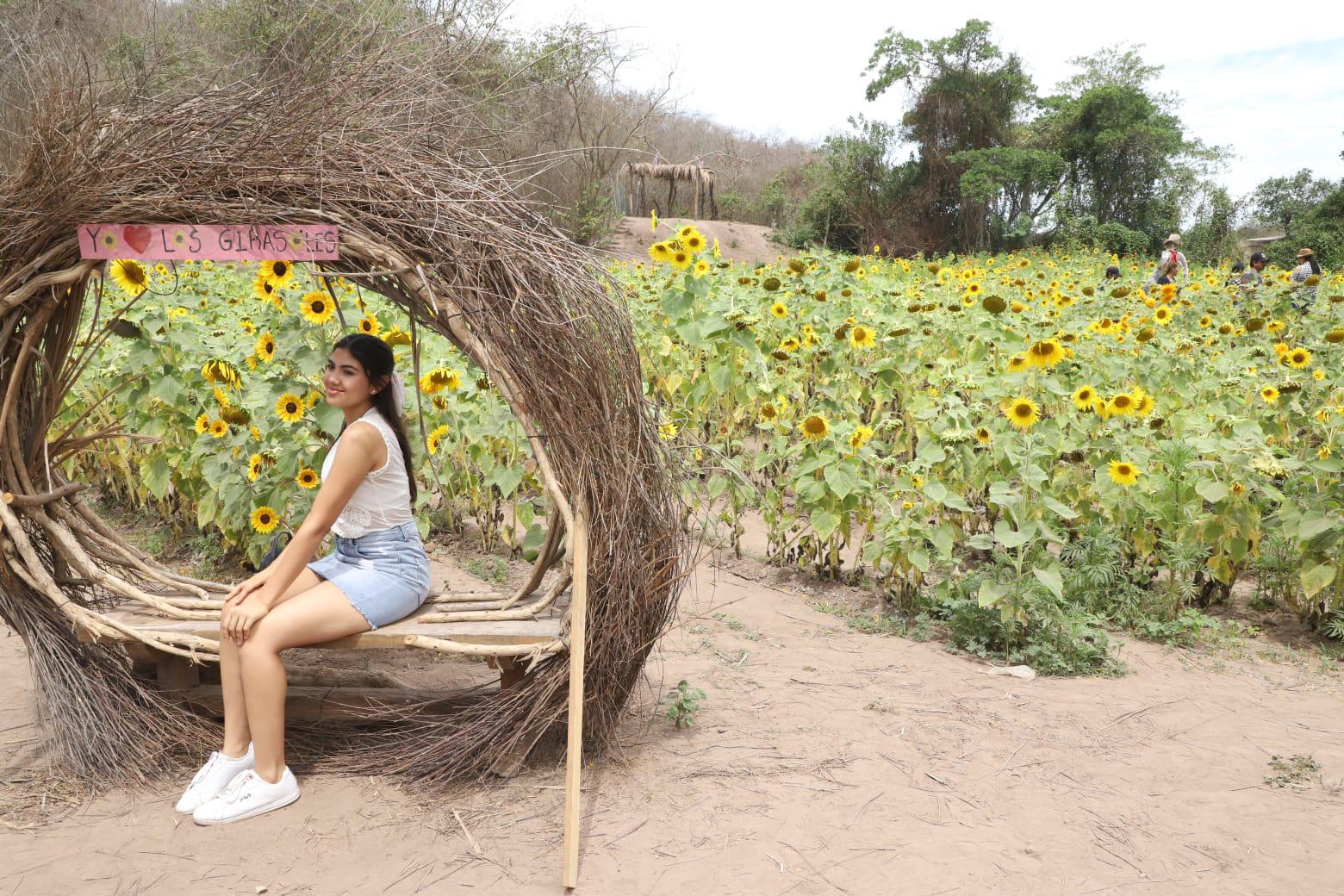 $!Invitan a disfrutar de campo de girasoles en Mazatlán; es su última semana