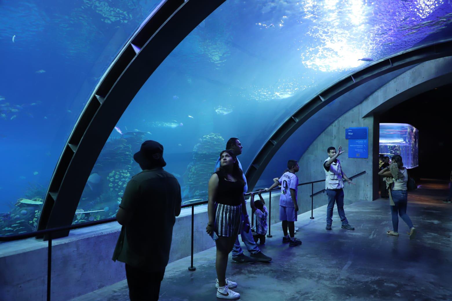 $!Visitan el Gran Acuario Mazatlán en su primer domingo abierto al público