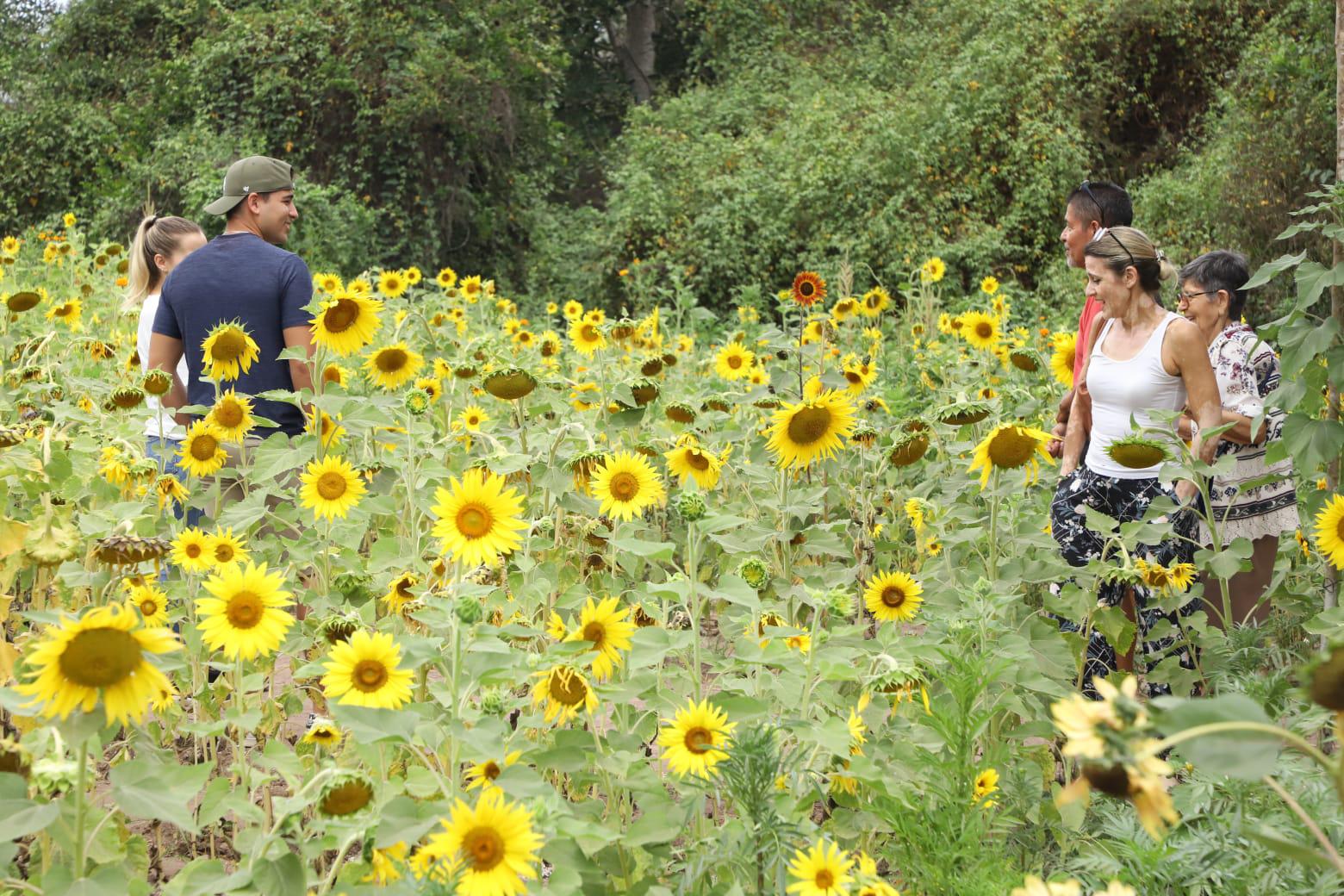 $!Invitan a disfrutar de campo de girasoles en Mazatlán; es su última semana