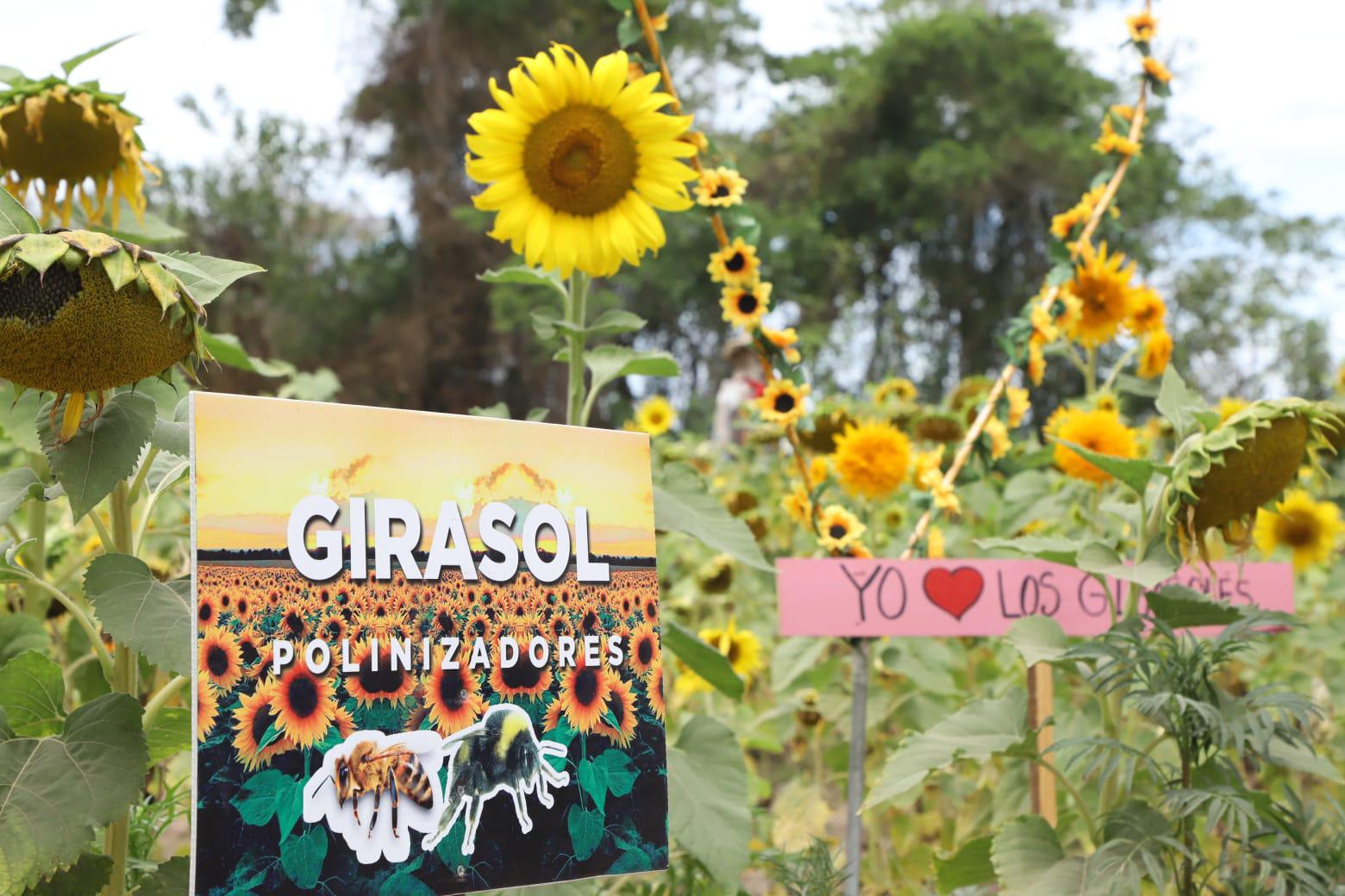 $!Invitan a disfrutar de campo de girasoles en Mazatlán; es su última semana