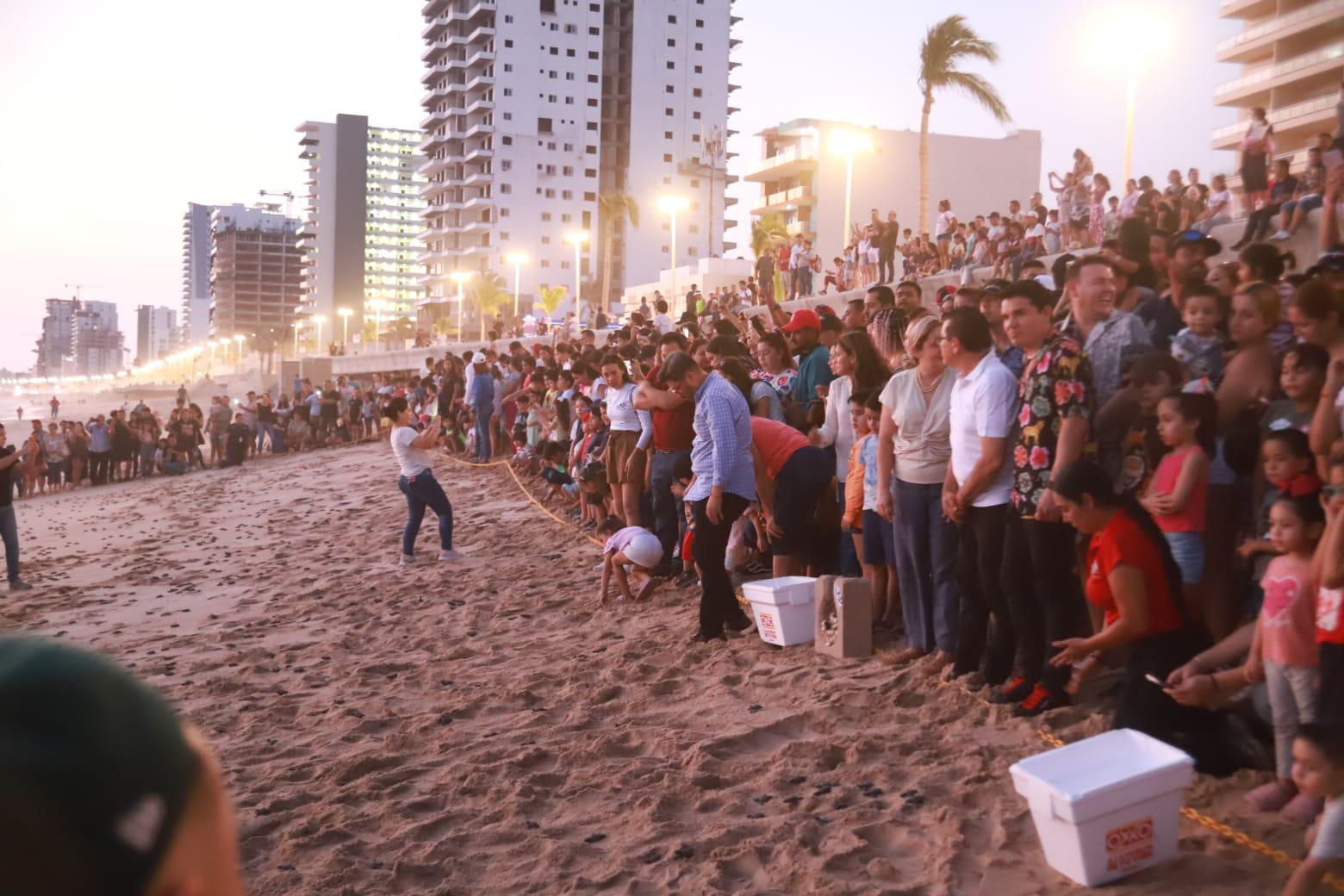 $!Liberan a más de mil 300 crías de tortugas golfinas en Mazatlán