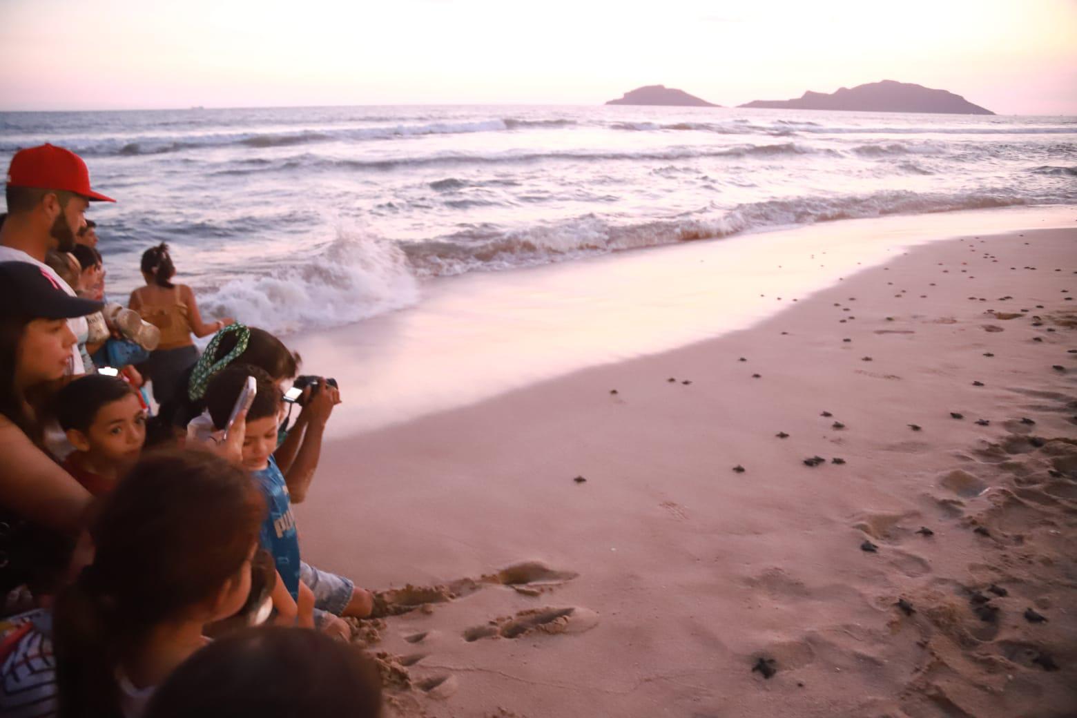 $!Liberan a más de mil 300 crías de tortugas golfinas en Mazatlán