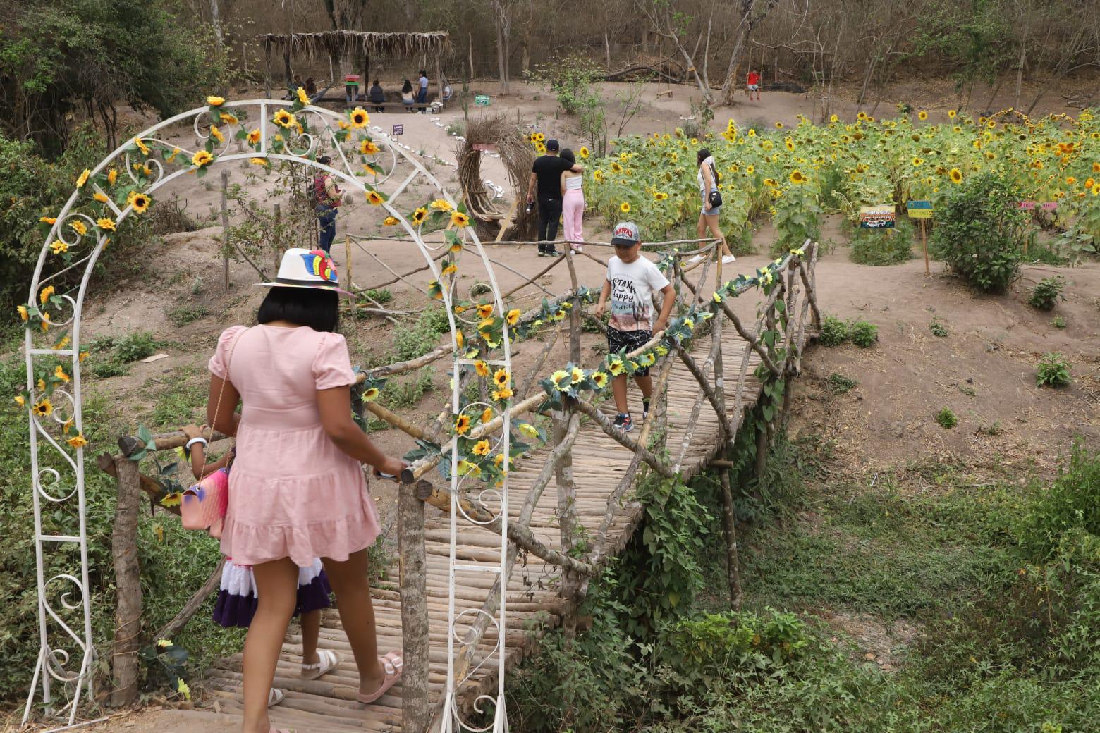 $!Invitan a disfrutar de campo de girasoles en Mazatlán; es su última semana