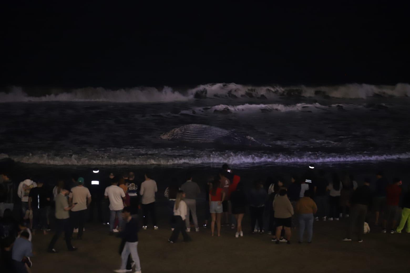 $!Ballena jorobada muere atrapada en chinchorro en las playas de Mazatlán