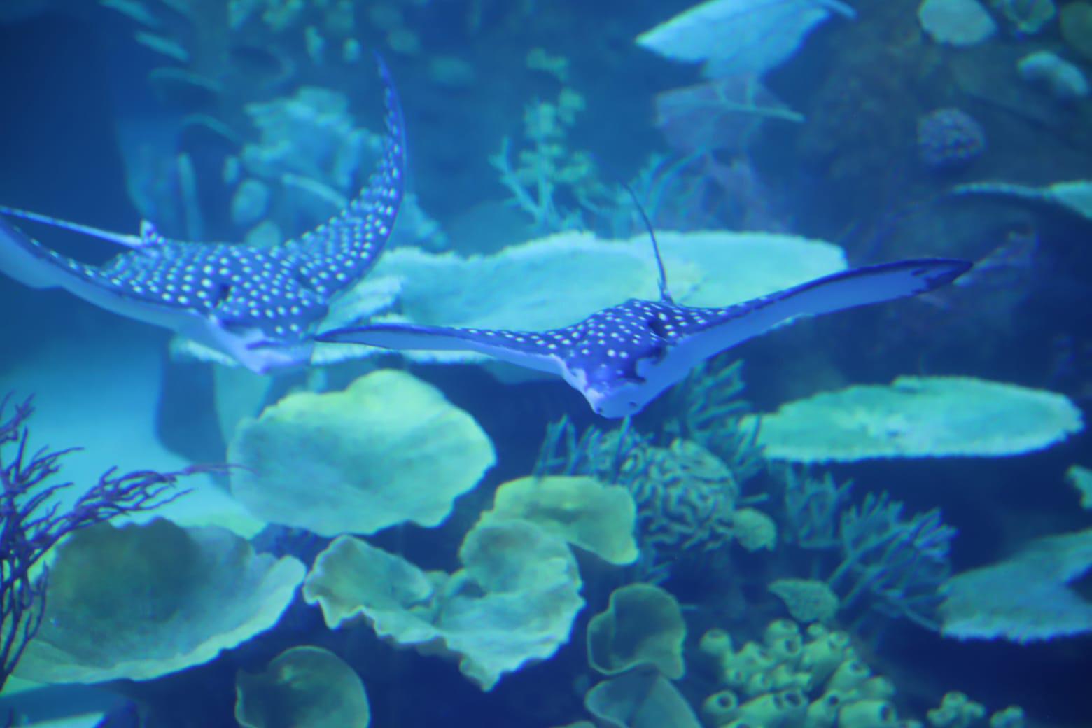 $!Visitan el Gran Acuario Mazatlán en su primer domingo abierto al público