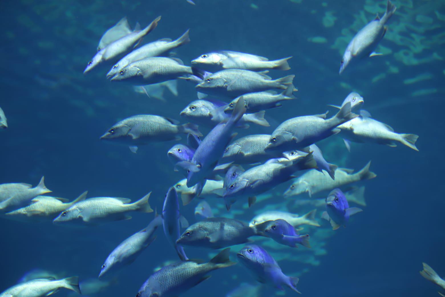 $!Visitan el Gran Acuario Mazatlán en su primer domingo abierto al público