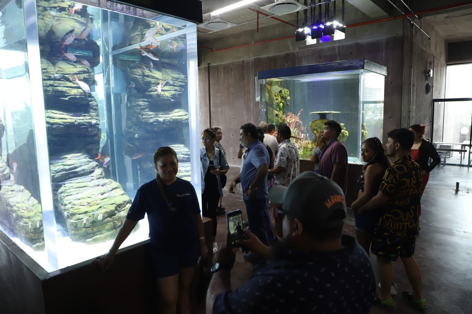 $!Visitan el Gran Acuario Mazatlán en su primer domingo abierto al público