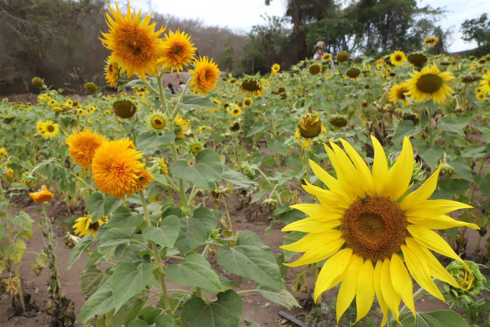 $!Invitan a disfrutar de campo de girasoles en Mazatlán; es su última semana