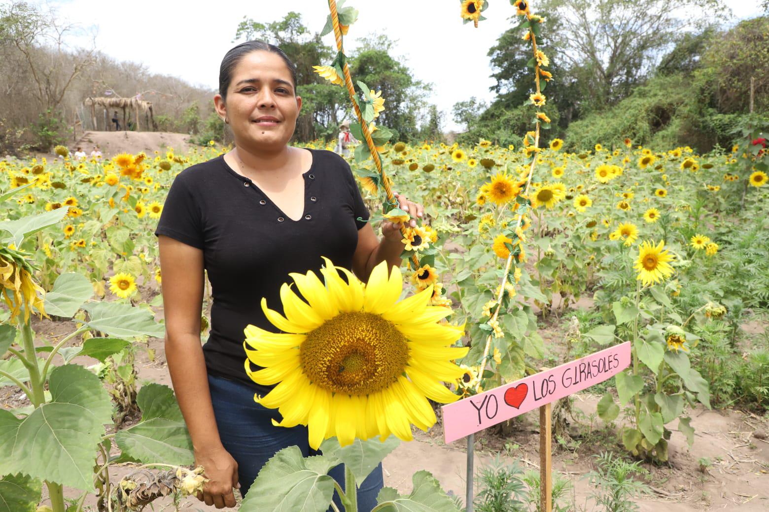 $!Invitan a disfrutar de campo de girasoles en Mazatlán; es su última semana