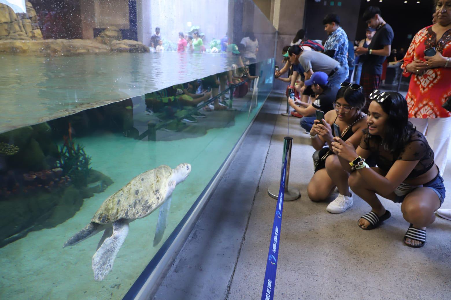 $!Visitan el Gran Acuario Mazatlán en su primer domingo abierto al público