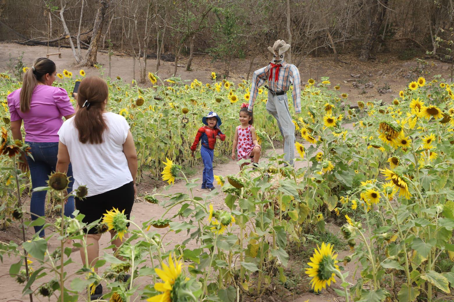 $!Invitan a disfrutar de campo de girasoles en Mazatlán; es su última semana