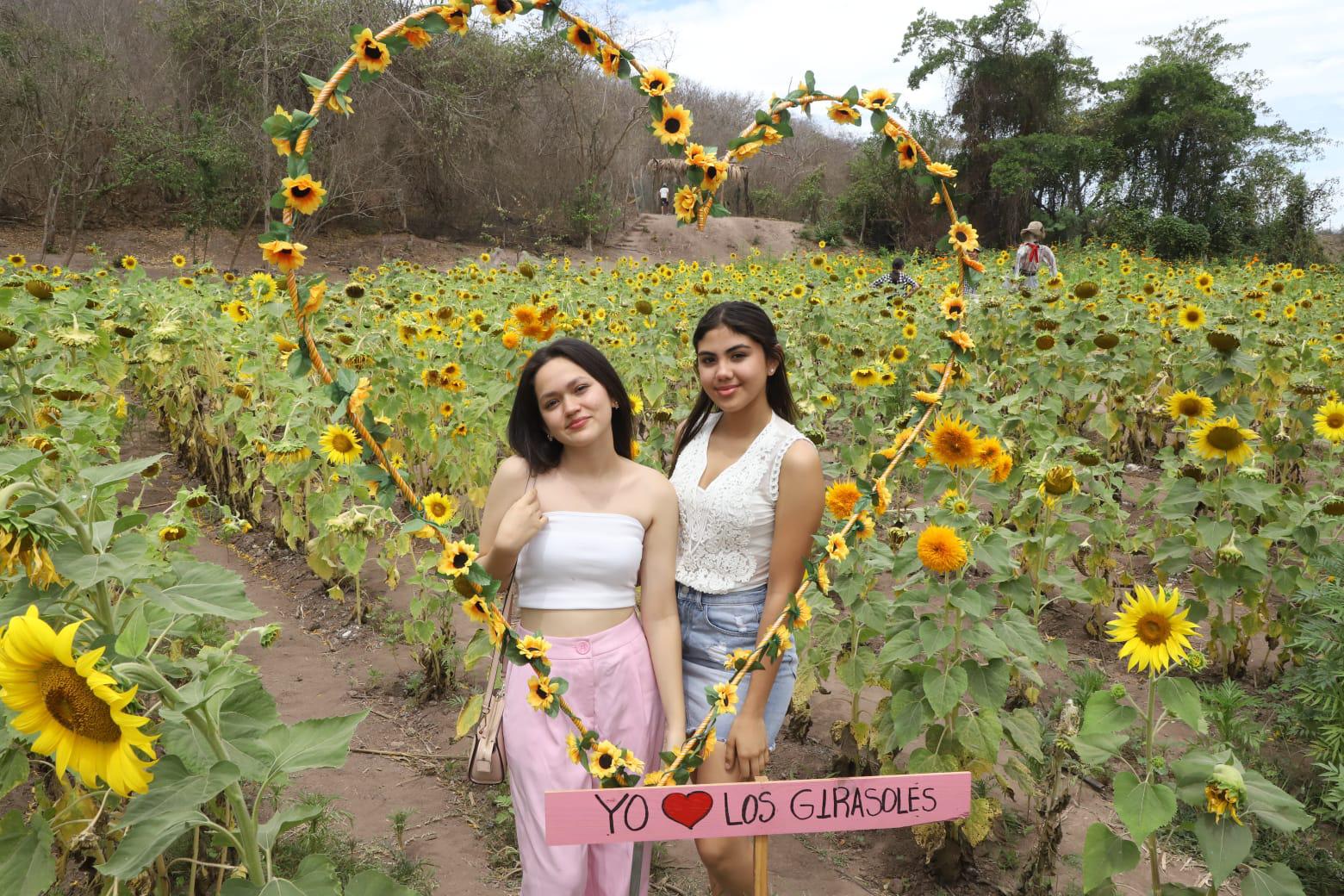 $!Invitan a disfrutar de campo de girasoles en Mazatlán; es su última semana