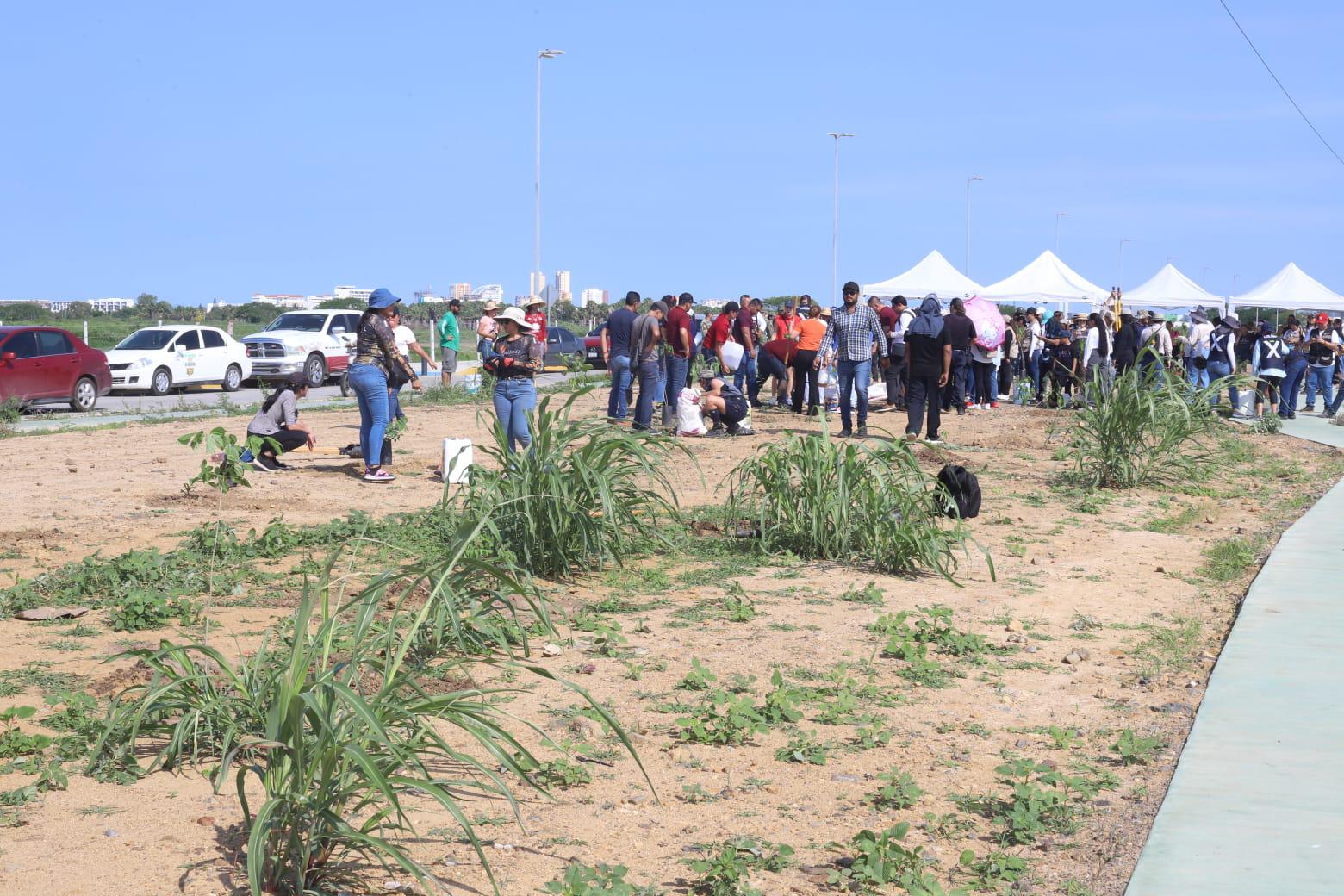 $!Realizan Jornada de arborización masiva en la Avenida Delfín, en Mazatlán