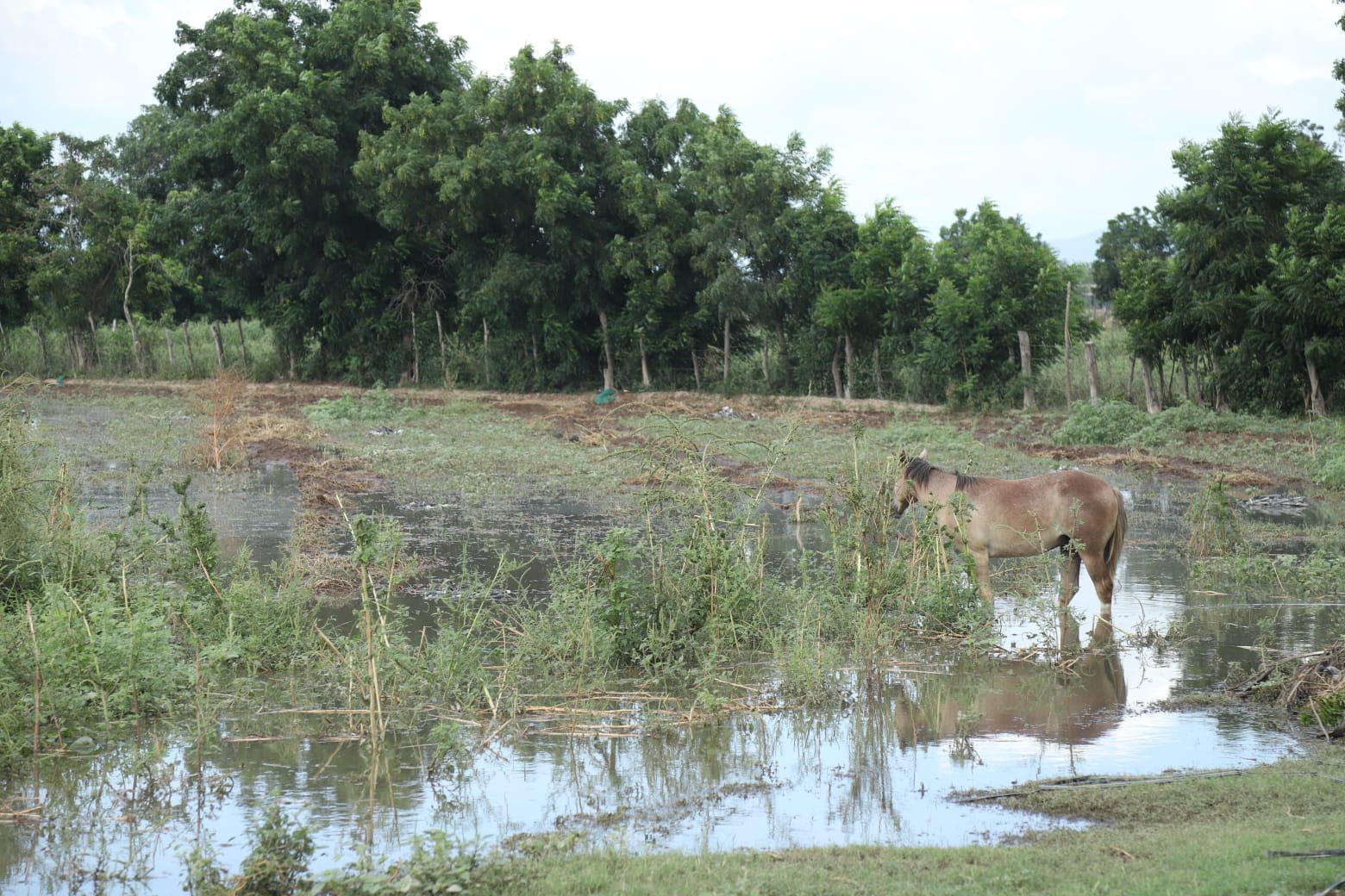 $!Mantiene nivel la creciente del Río Presidio en El Walamo