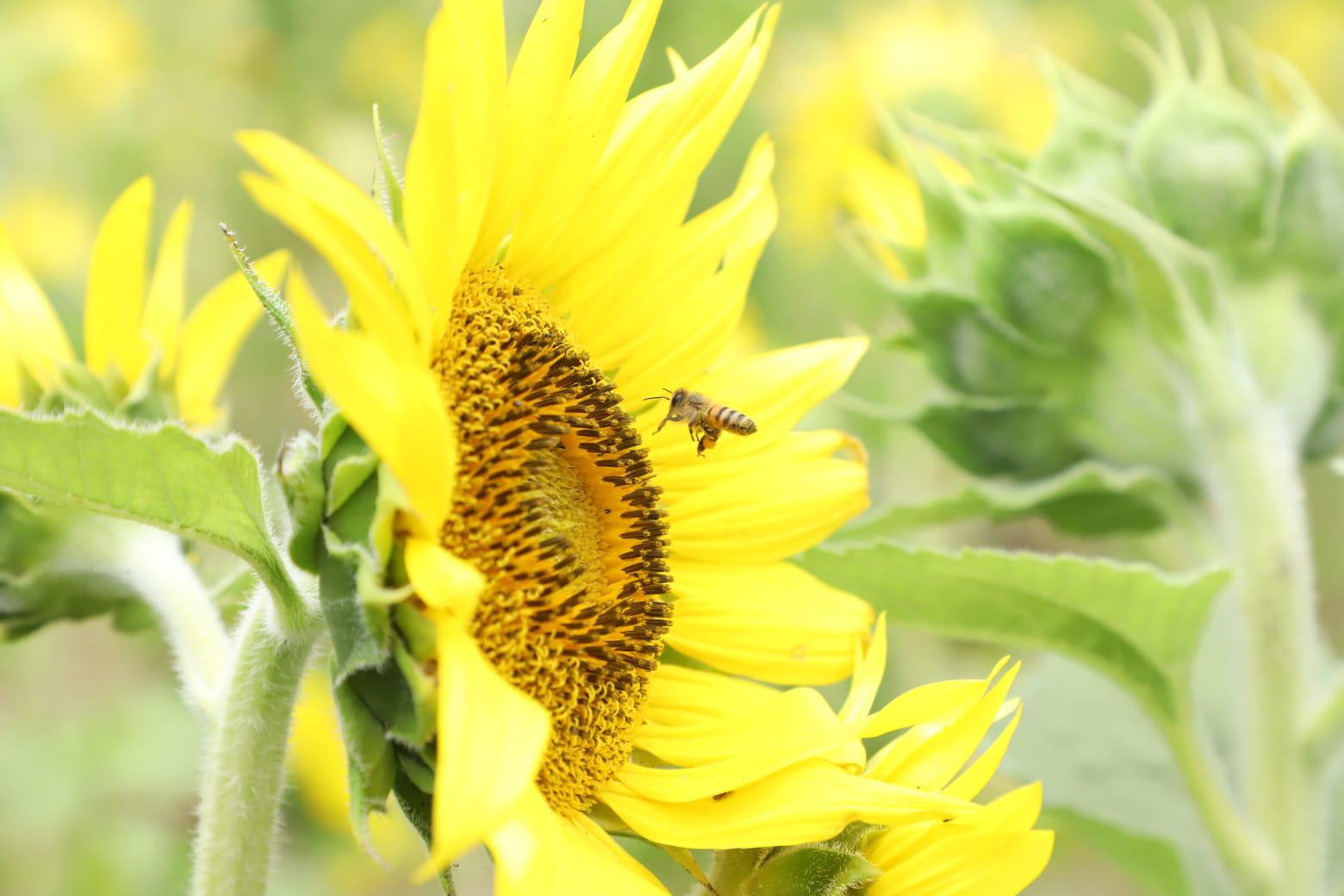 $!Invitan a disfrutar de campo de girasoles en Mazatlán; es su última semana