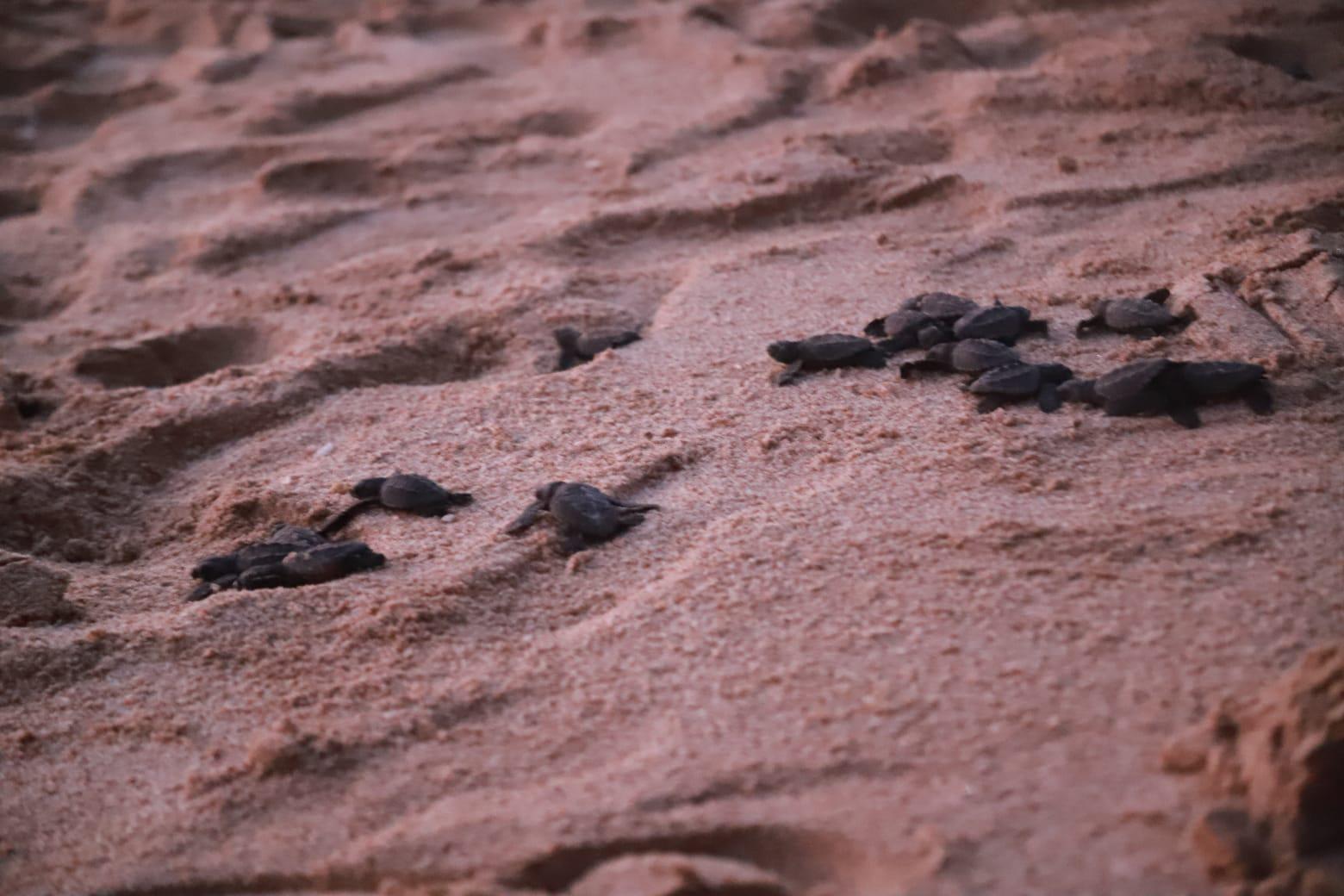 $!Liberan a más de mil 300 crías de tortugas golfinas en Mazatlán