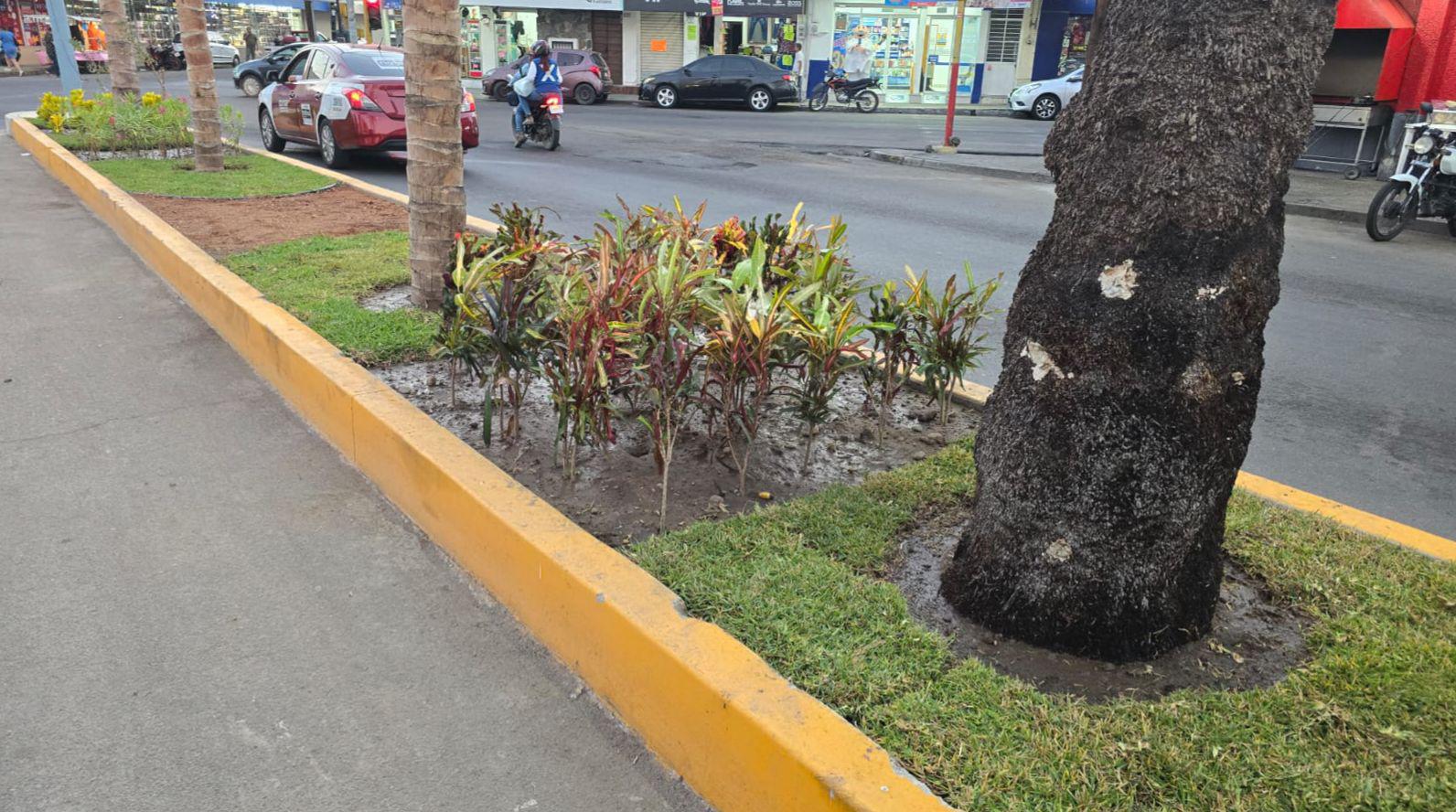 $!Embellecen la Avenida Juan Carrasco en Mazatlán