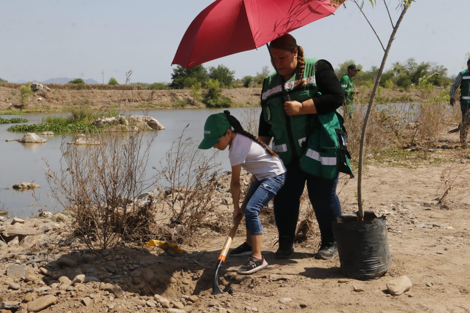 $!Arranca arborización en Sinaloa; serán plantados 40 mil y se firmará convenio por otros 70 mil