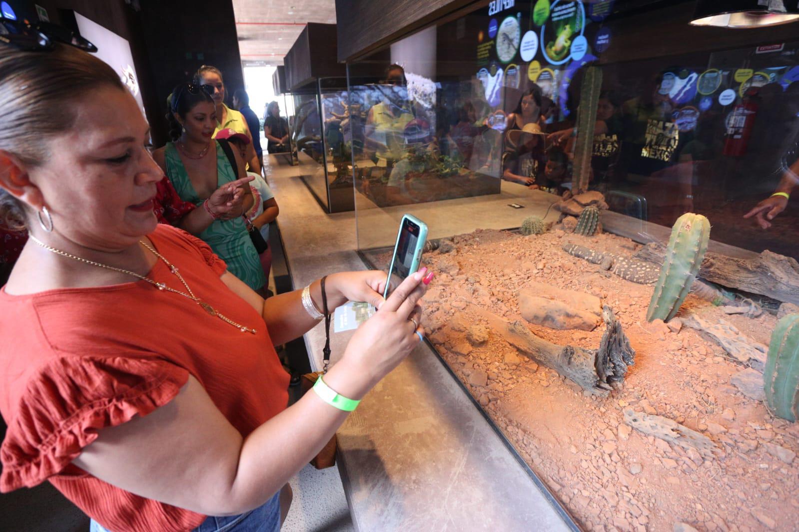 $!Abre sus puertas el nuevo Gran Acuario Mazatlán Mar de Cortés