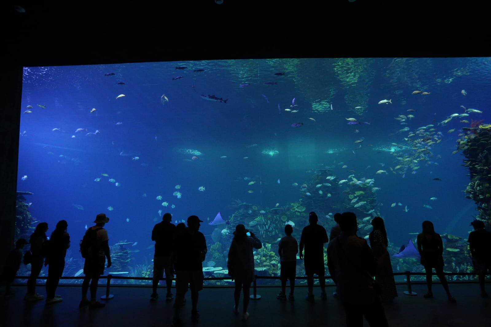 $!Abre sus puertas el nuevo Gran Acuario Mazatlán Mar de Cortés