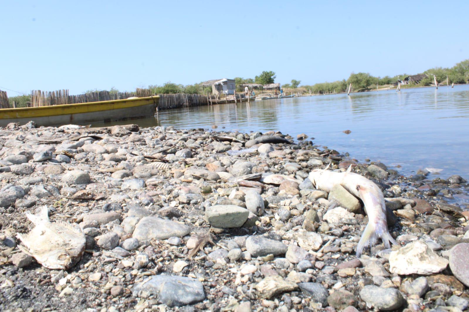 $!La falta de agua dulce genera mortandad en El Caimanero y ‘truena’ temporada de pesca