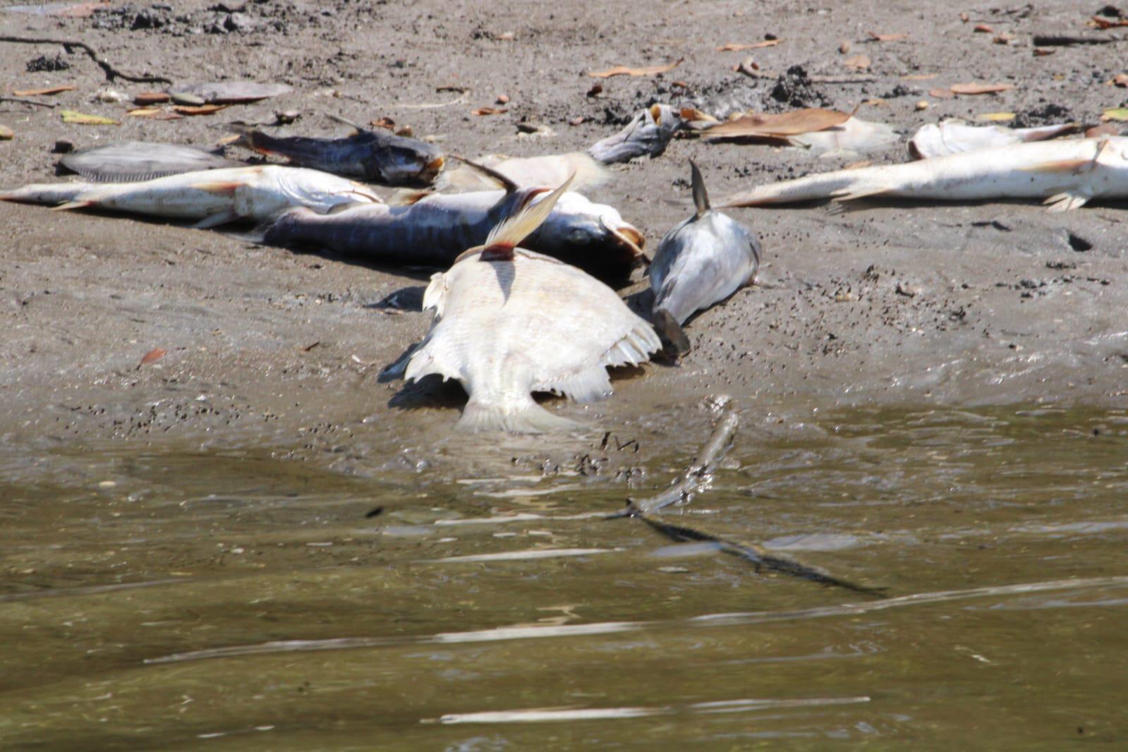 $!La falta de agua dulce genera mortandad en El Caimanero y ‘truena’ temporada de pesca