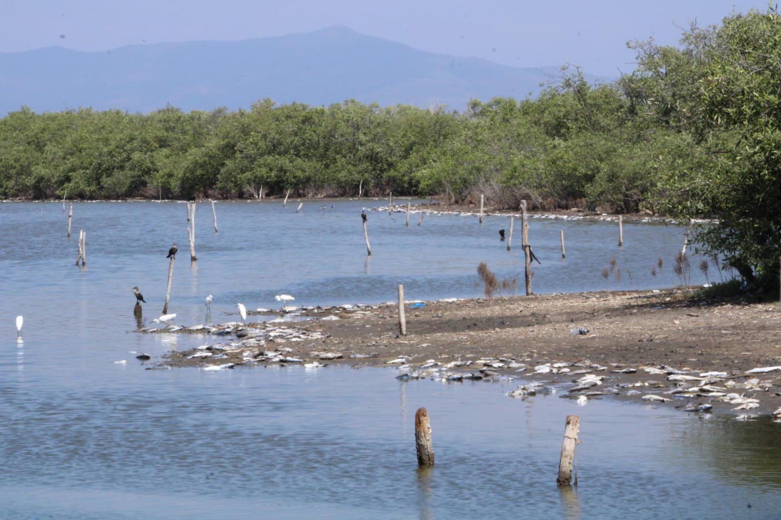 $!La falta de agua dulce genera mortandad en El Caimanero y ‘truena’ temporada de pesca