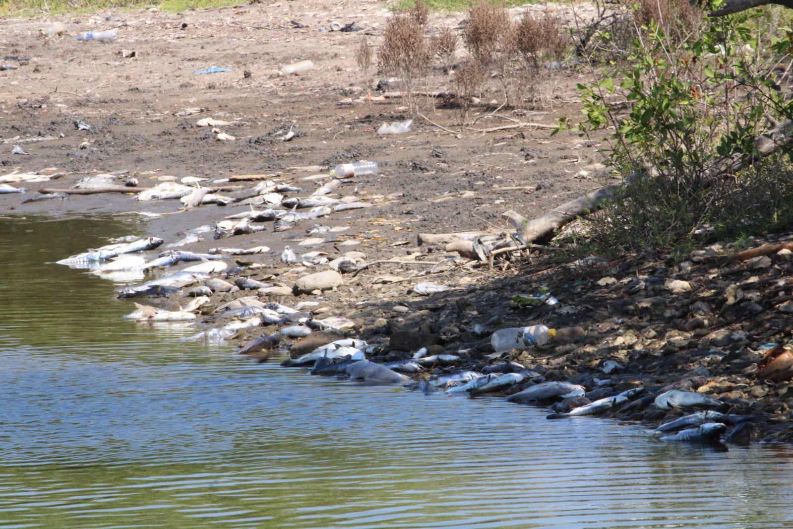 $!La falta de agua dulce genera mortandad en El Caimanero y ‘truena’ temporada de pesca