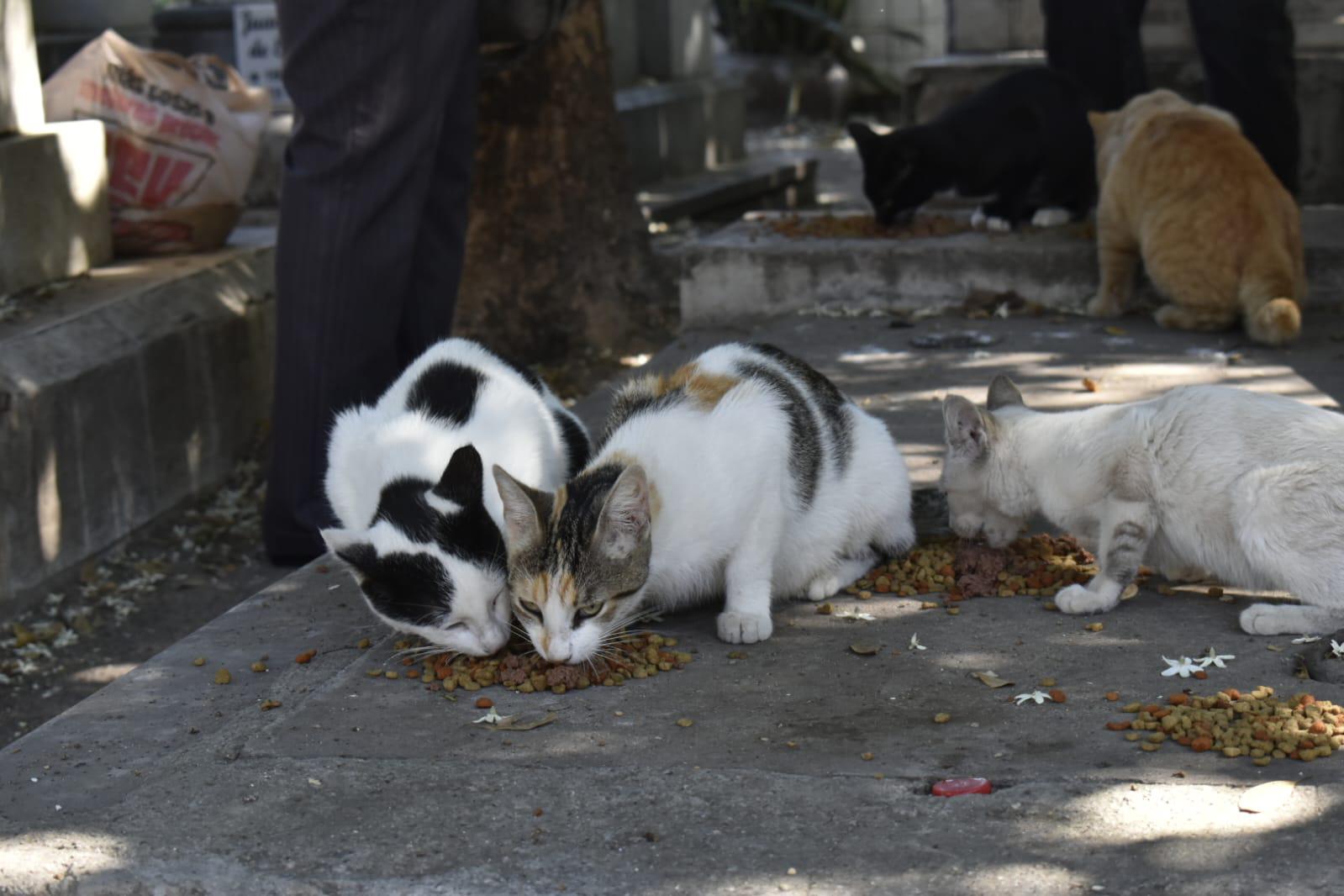 $!Desde hace 4 años, Zaida alimenta a los gatos que viven en el Panteón Civil de Culiacán