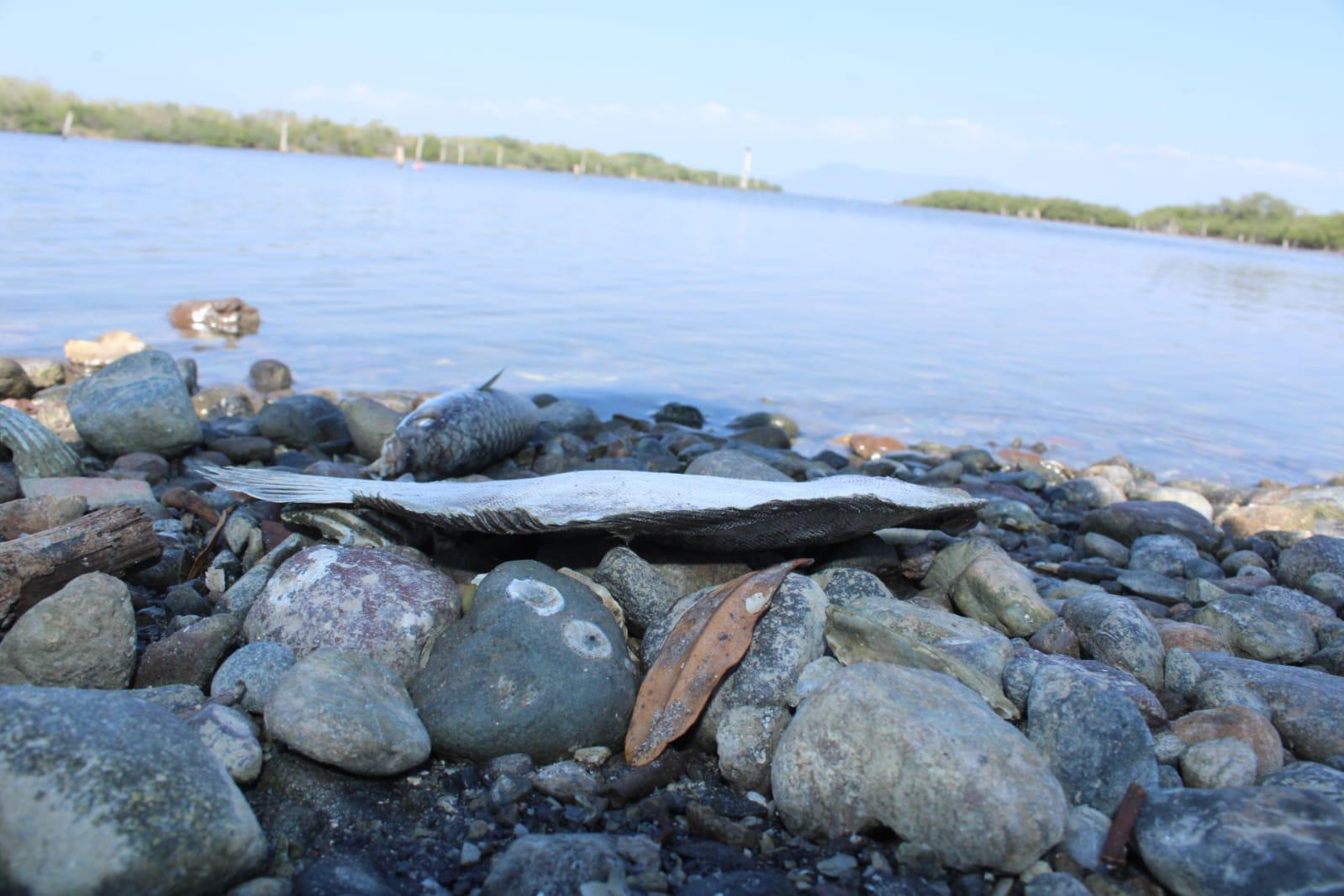 $!La falta de agua dulce genera mortandad en El Caimanero y ‘truena’ temporada de pesca