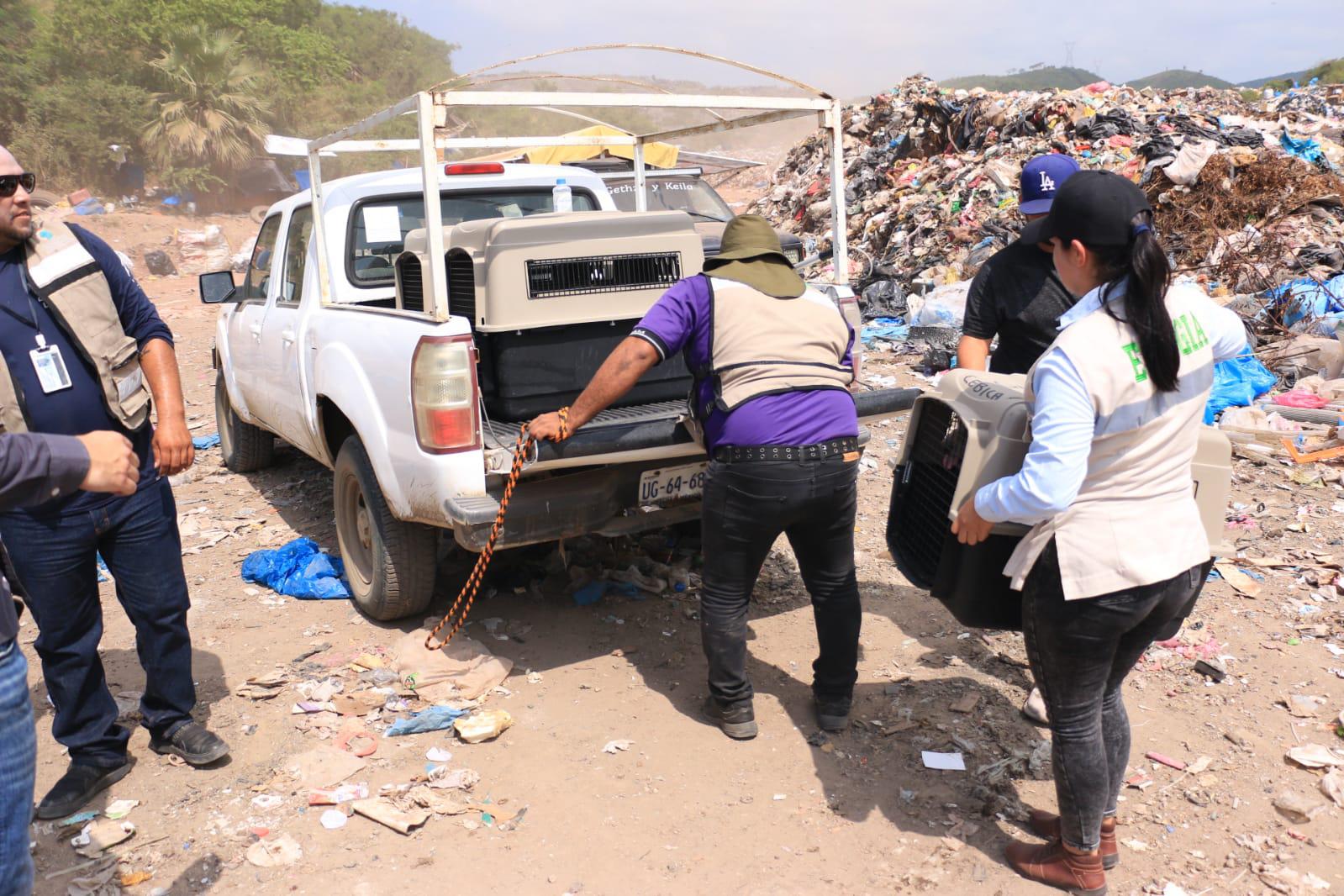 $!Presumen que hay más de 200 perros en abandono en el basurón de Mazatlán