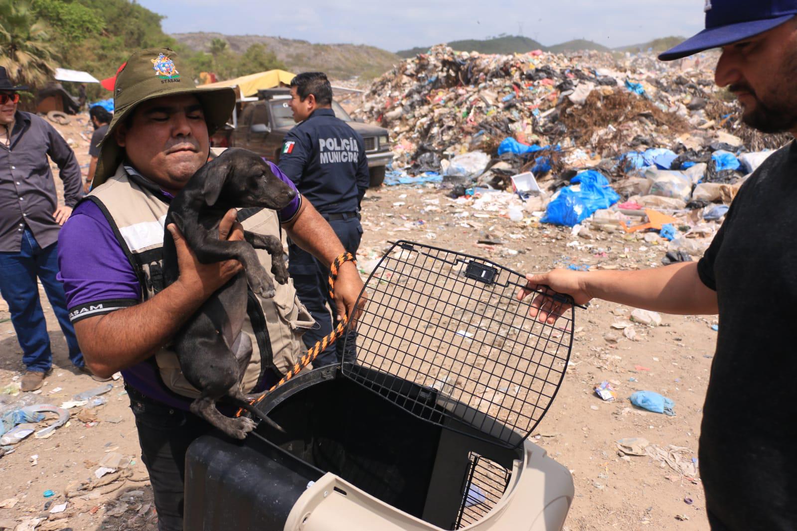 $!Presumen que hay más de 200 perros en abandono en el basurón de Mazatlán