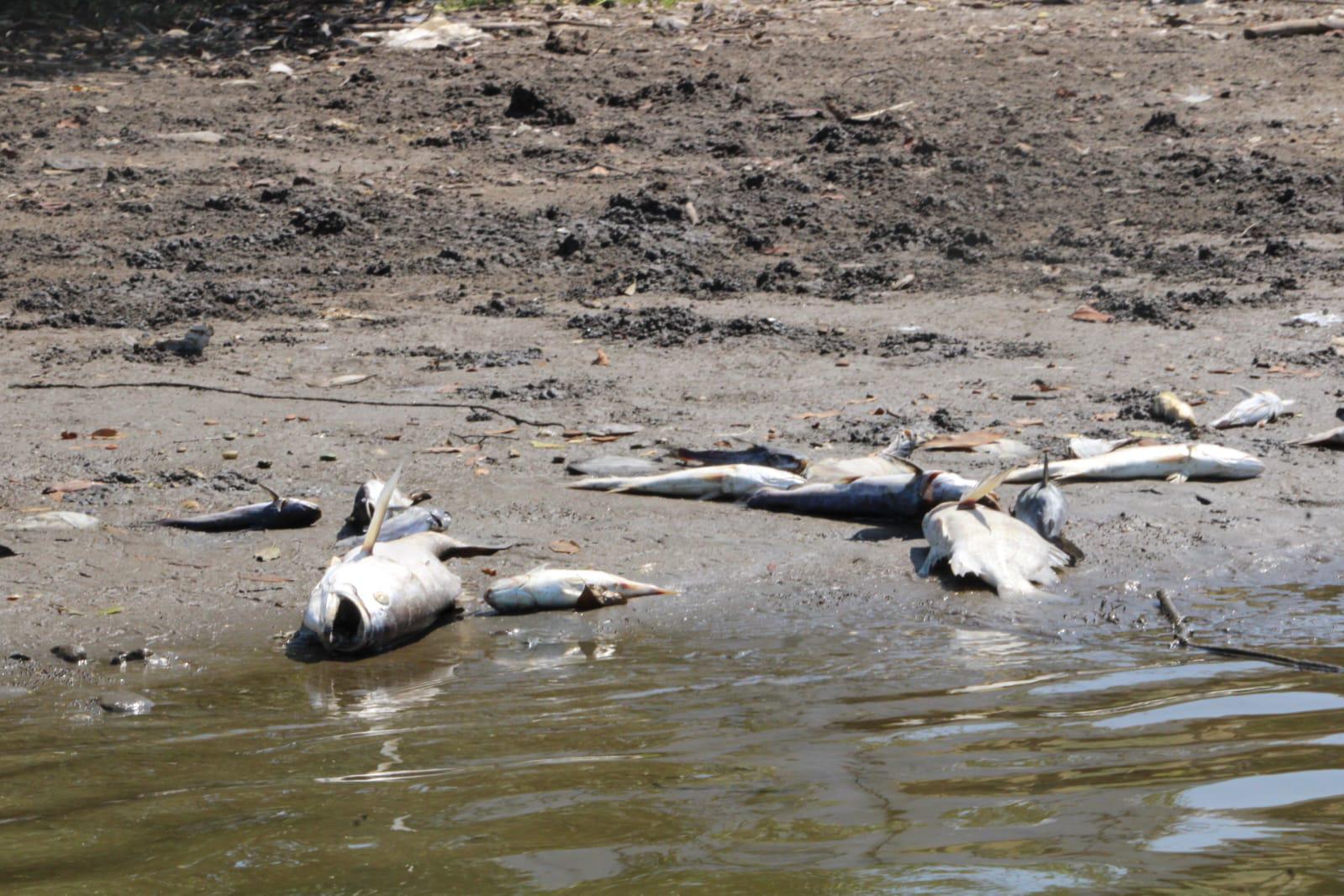 $!La falta de agua dulce genera mortandad en El Caimanero y ‘truena’ temporada de pesca