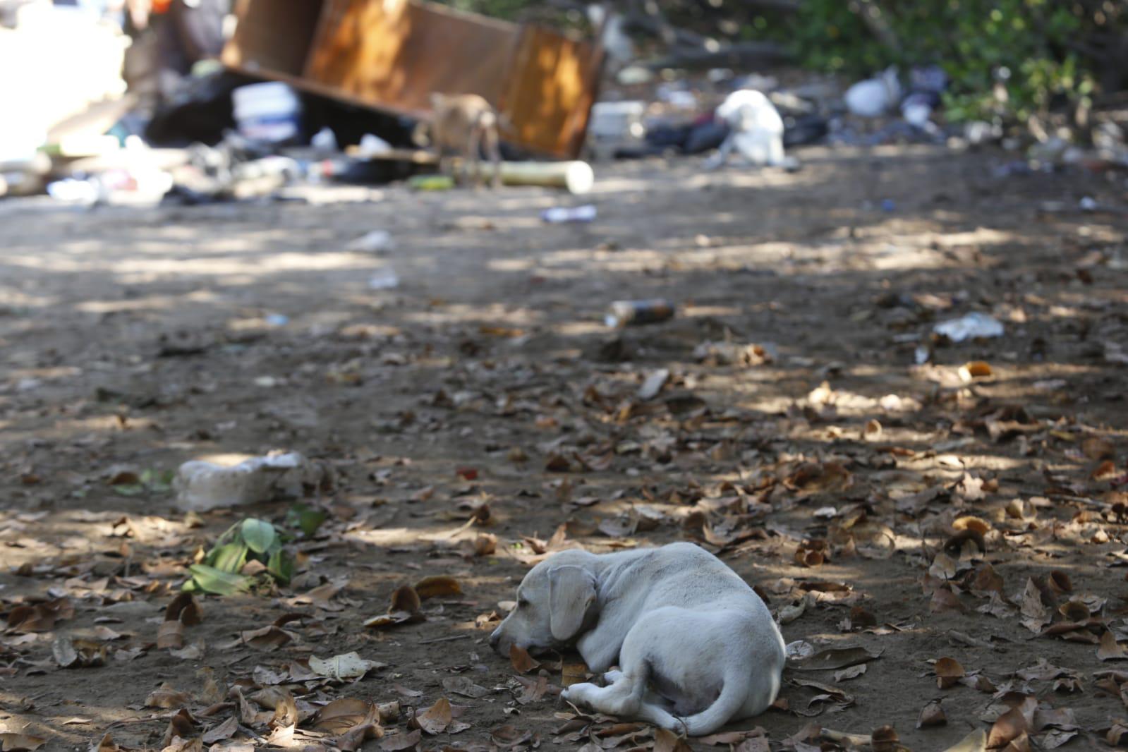 $!Mazatlán, al rescate del Estero del Infiernillo; prevén recoger 25 toneladas de basura este sábado