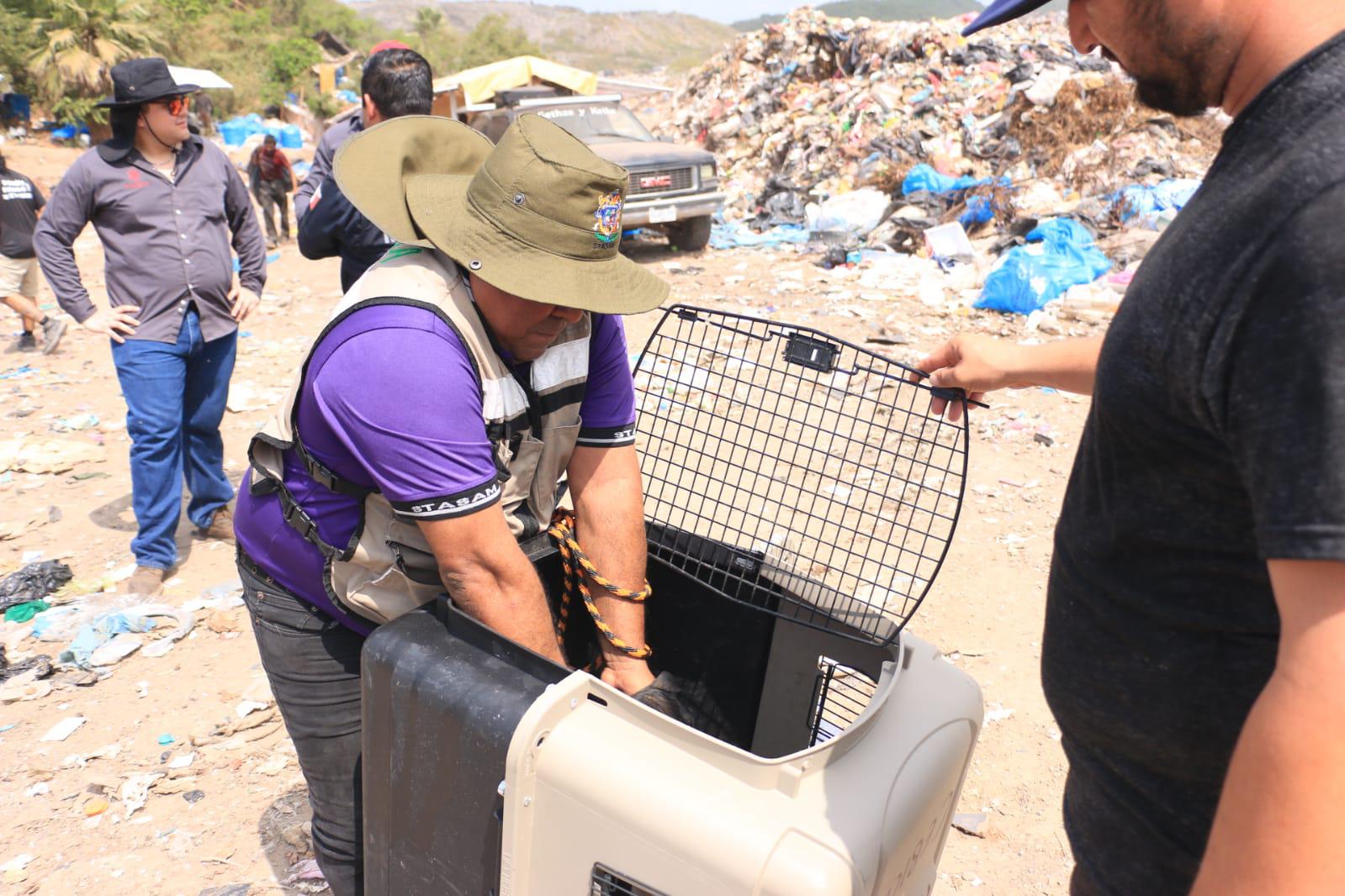 $!Presumen que hay más de 200 perros en abandono en el basurón de Mazatlán