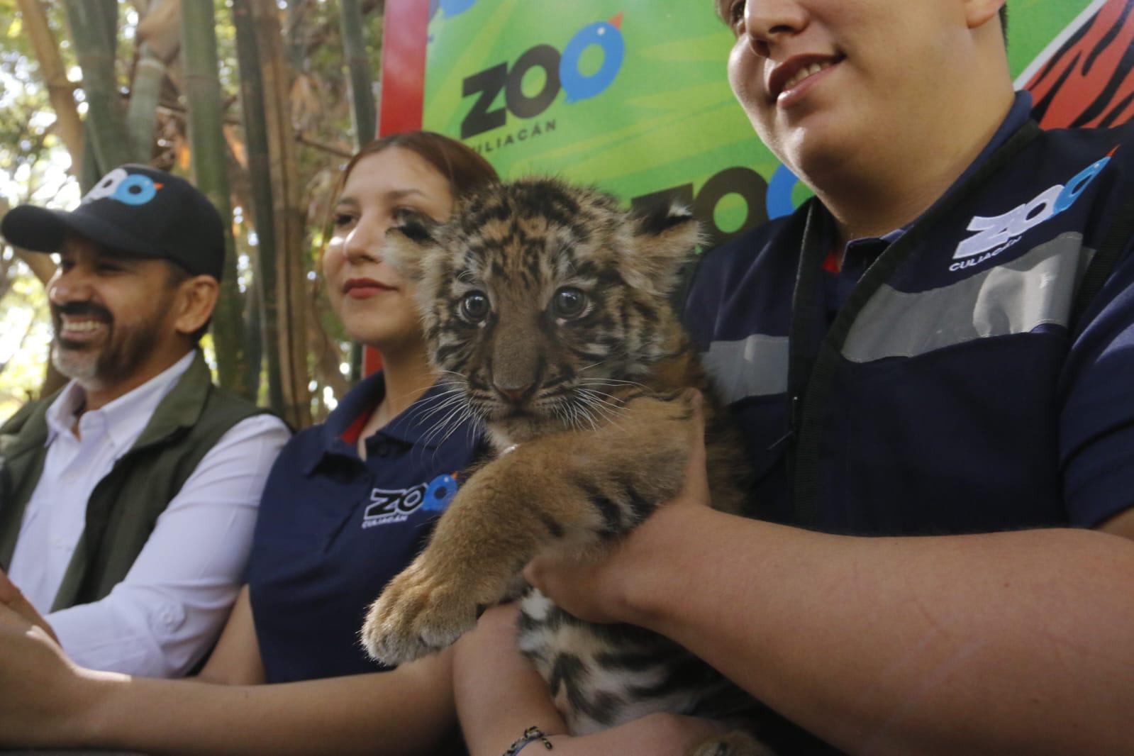 $!Nace tigre de bengala en el Zoológico de Culiacán; ahora buscan darle un nombre