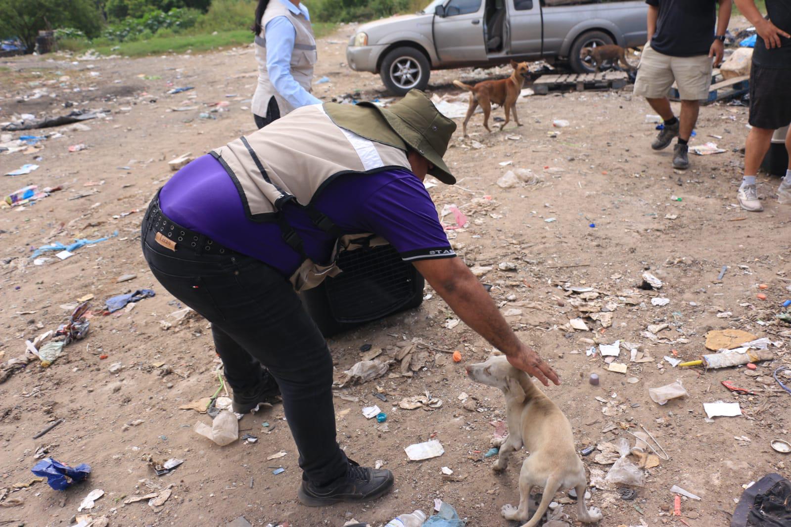 $!Presumen que hay más de 200 perros en abandono en el basurón de Mazatlán