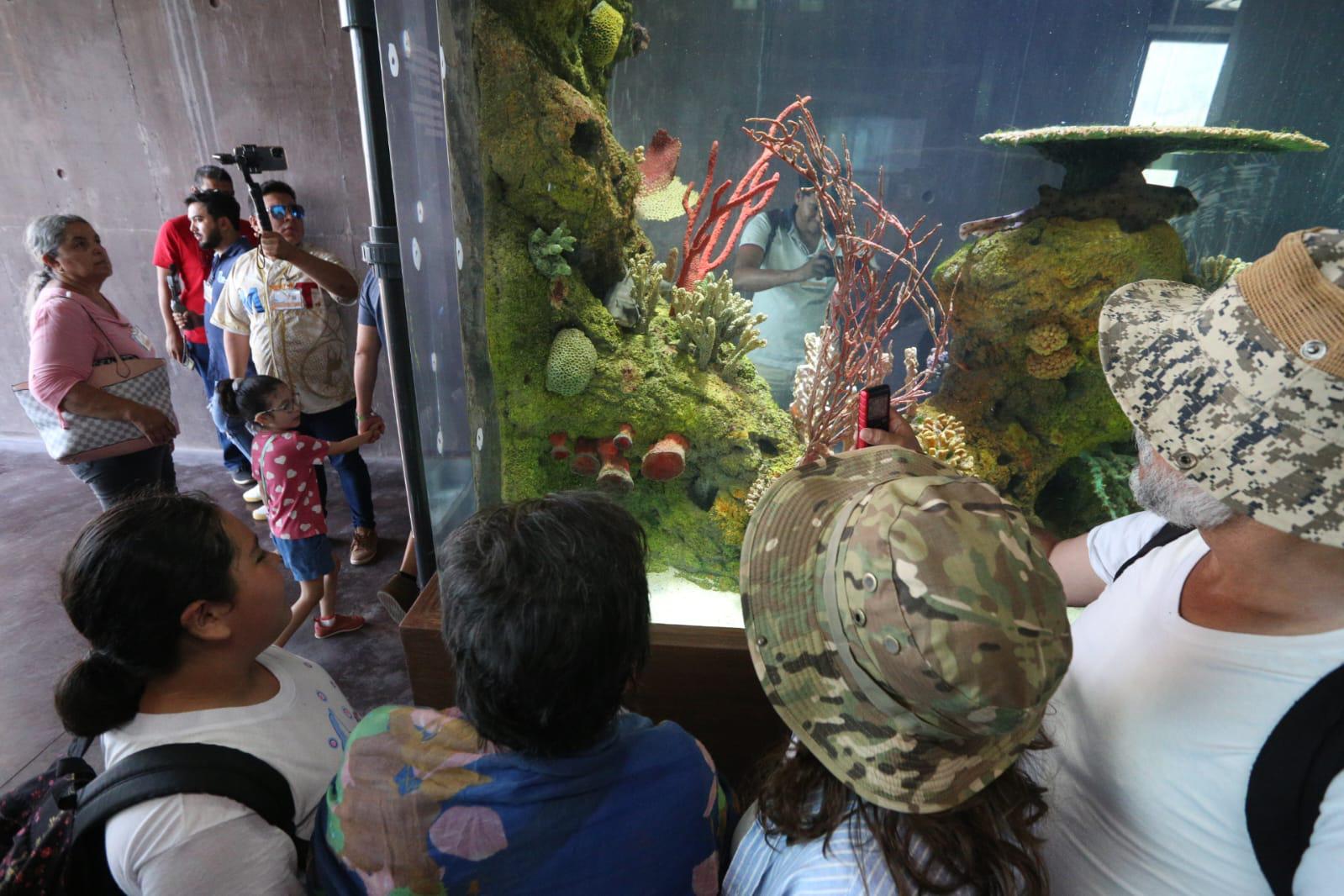 $!Abre sus puertas el nuevo Gran Acuario Mazatlán Mar de Cortés