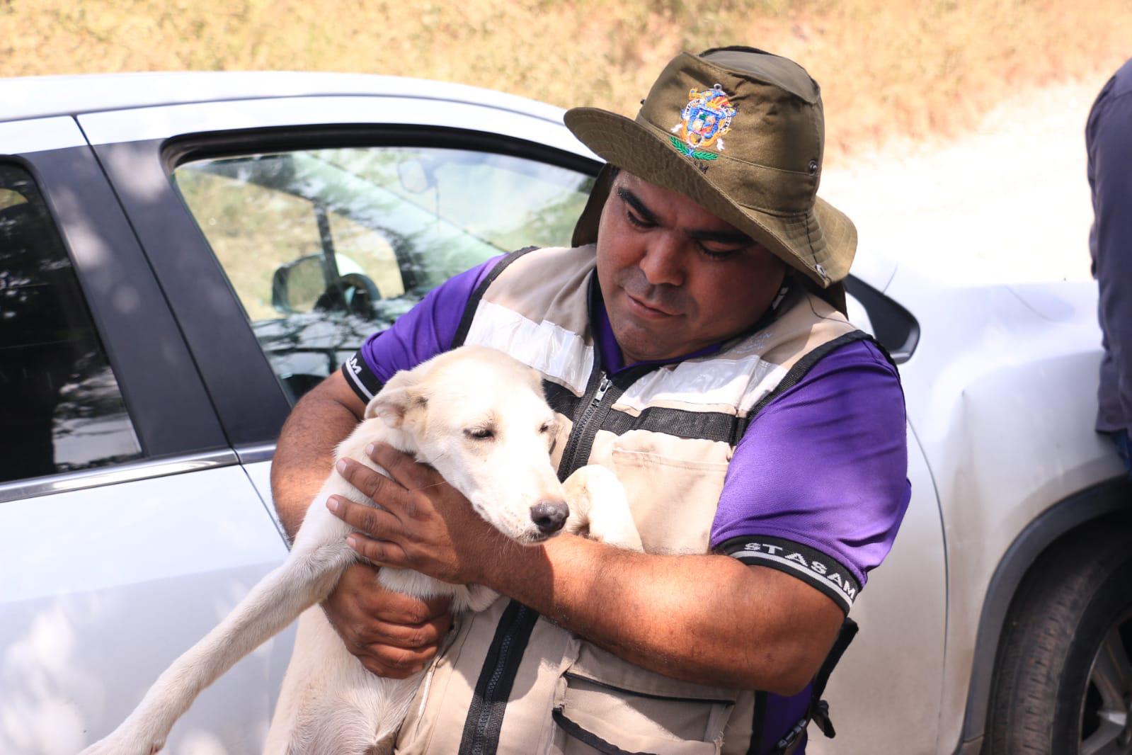 $!Presumen que hay más de 200 perros en abandono en el basurón de Mazatlán