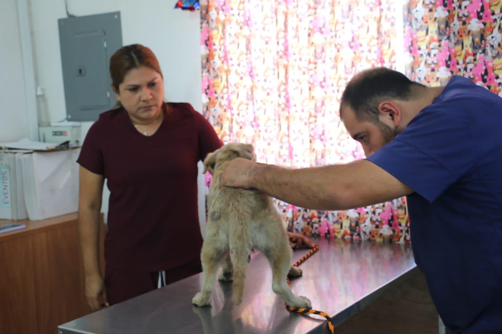 $!Presumen que hay más de 200 perros en abandono en el basurón de Mazatlán