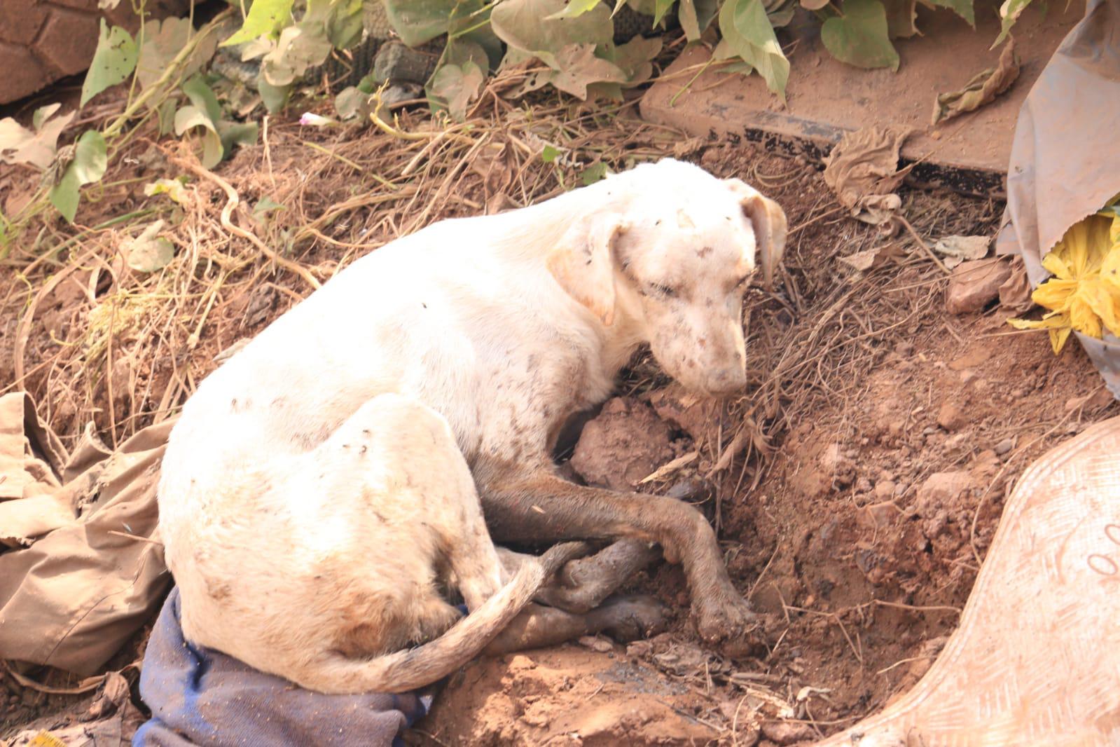 $!Presumen que hay más de 200 perros en abandono en el basurón de Mazatlán