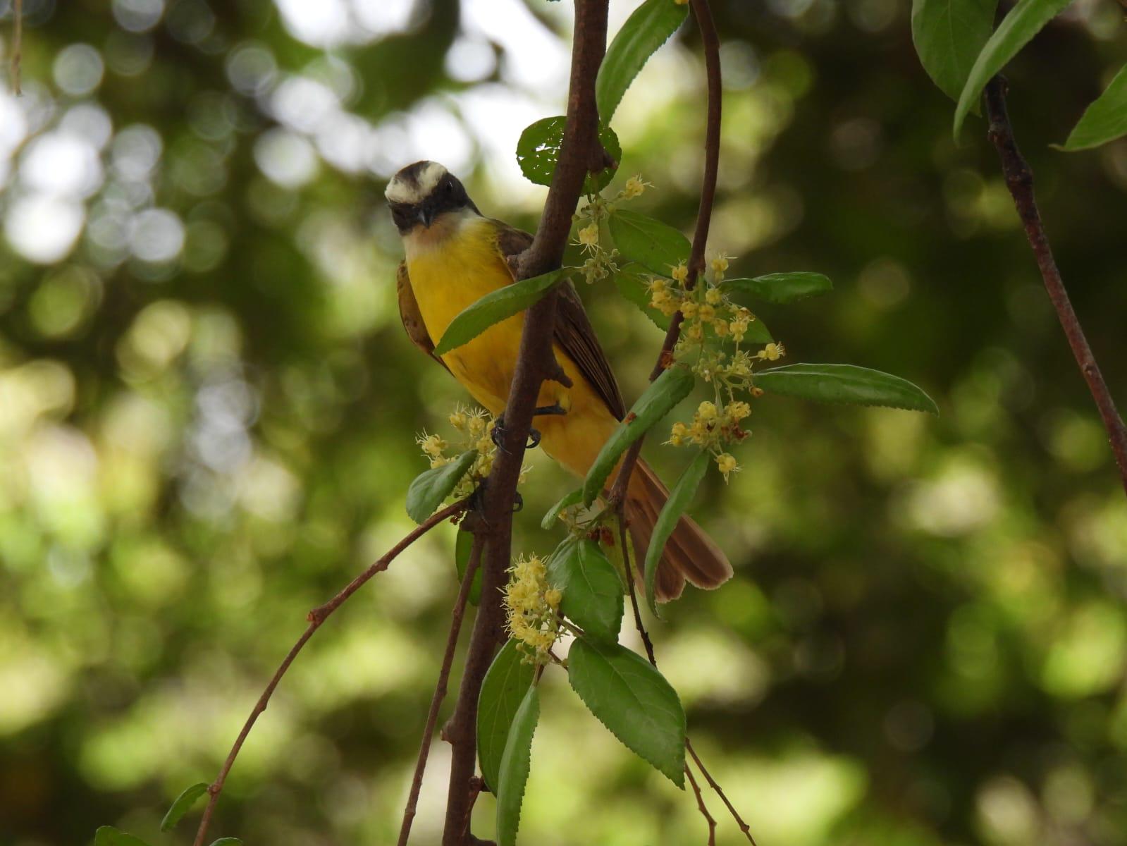 $!Jardín Botánico Culiacán y Parque Ecológico, el oasis de las aves migratorias