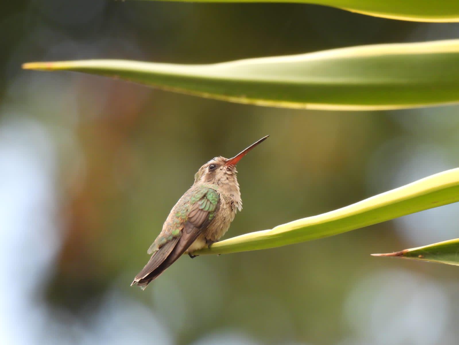 $!Cinco plantas del Jardín Botánico Culiacán que son las favoritas de los polinizadores