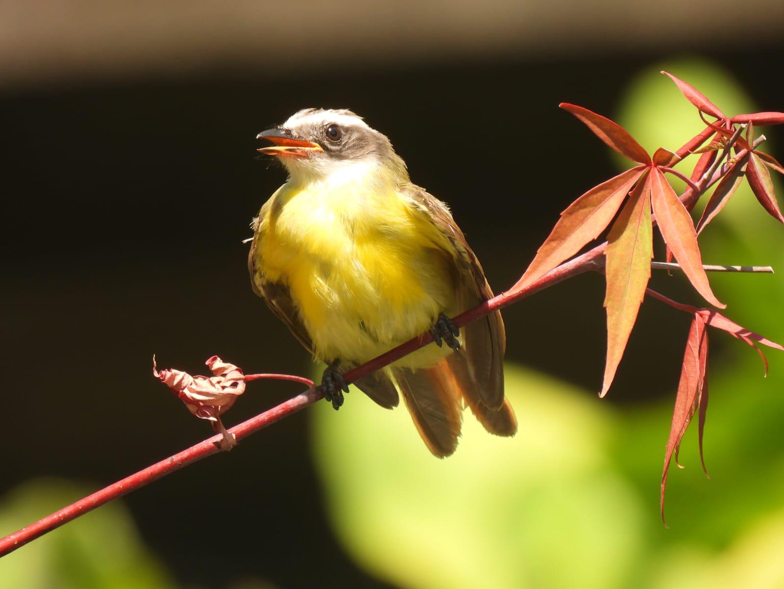 $!Jardín Botánico Culiacán y Parque Ecológico, el oasis de las aves migratorias