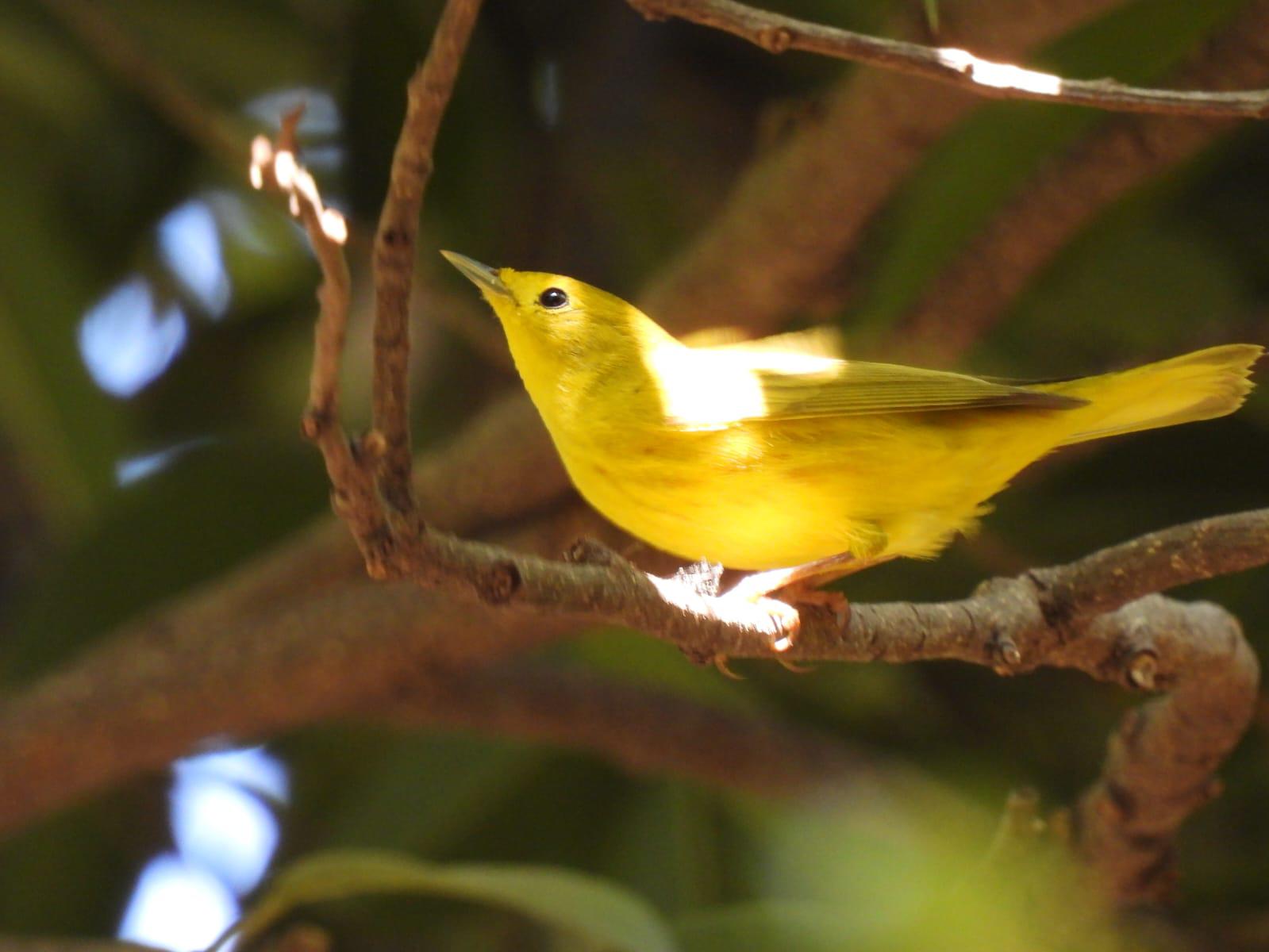 $!Jardín Botánico Culiacán y Parque Ecológico, el oasis de las aves migratorias