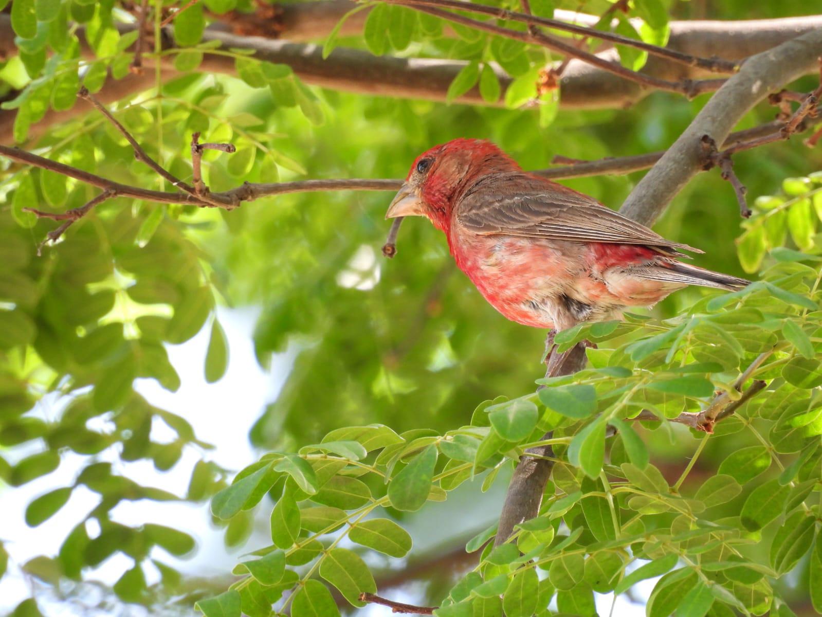 $!Jardín Botánico Culiacán y Parque Ecológico, el oasis de las aves migratorias