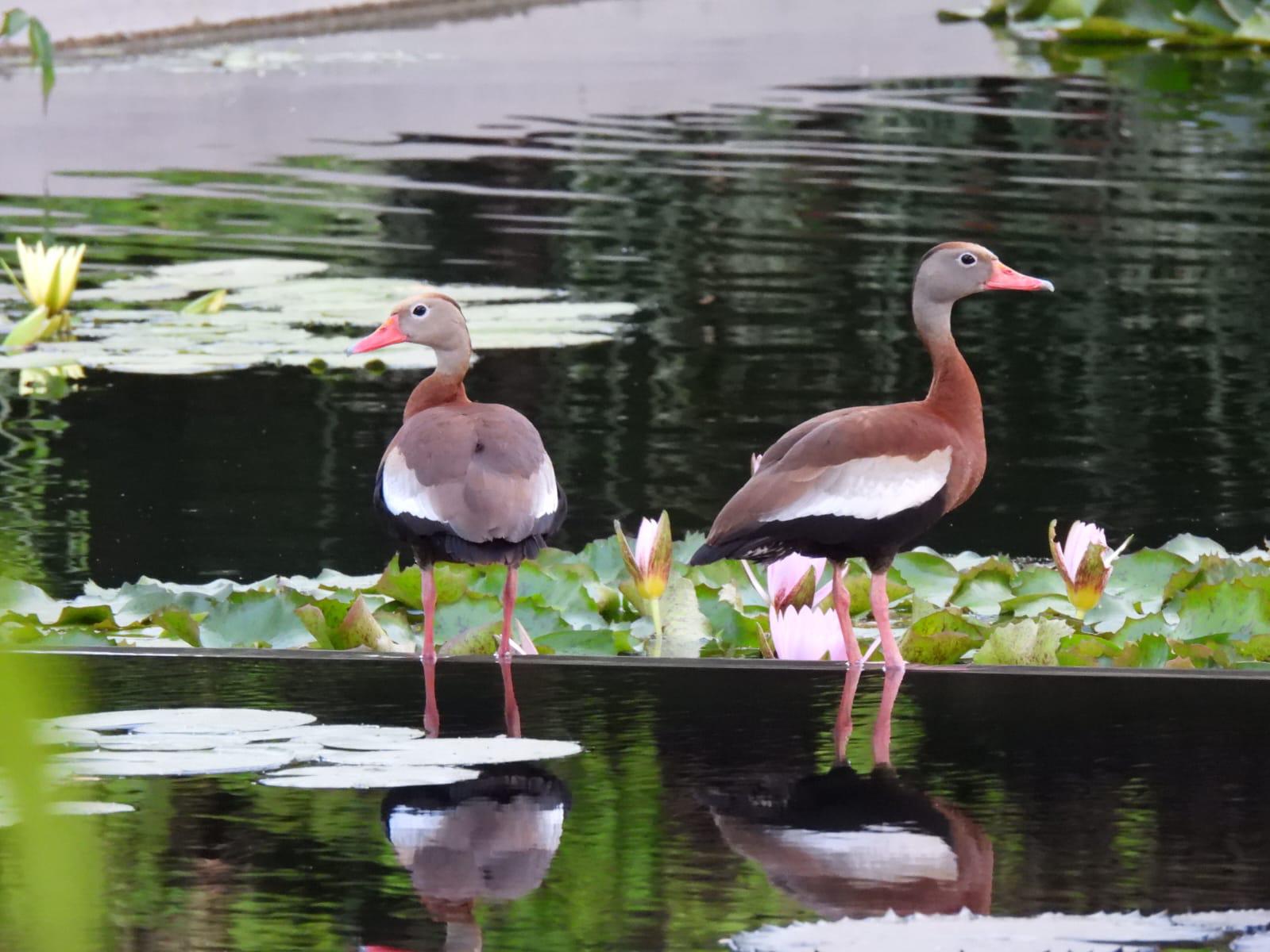 $!Jardín Botánico Culiacán y Parque Ecológico, el oasis de las aves migratorias